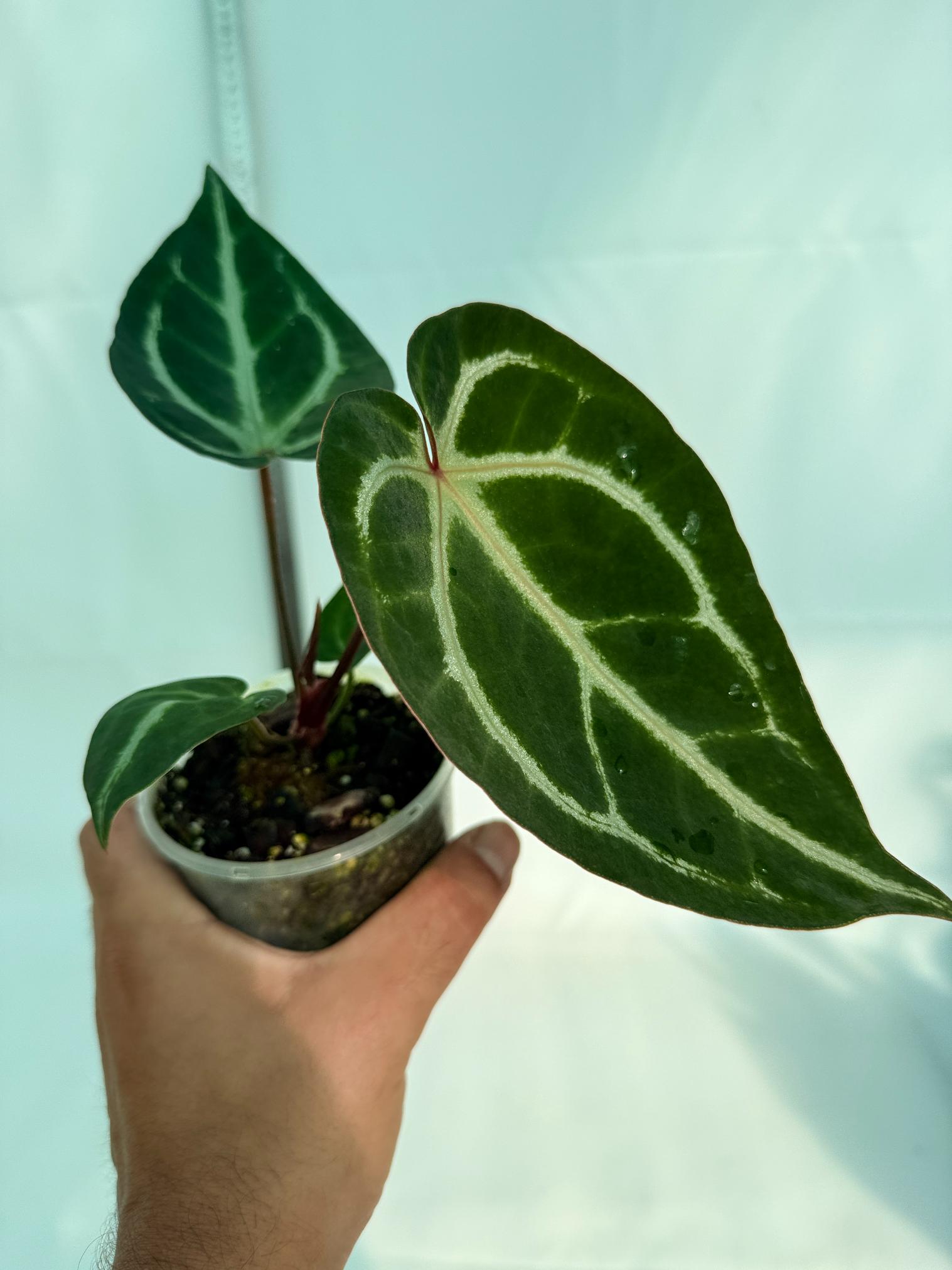 Anthurium Wonderboy A x Anthurium FTG Crystallinum x Anthurium Dorayaki 5