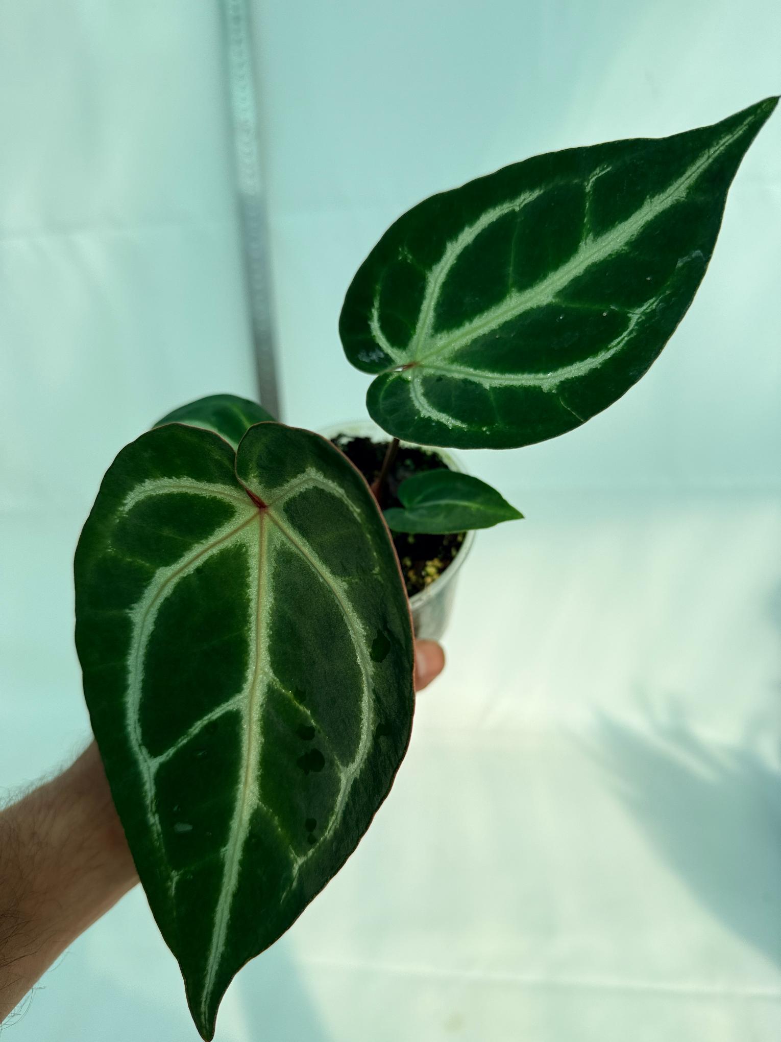 Anthurium Wonderboy A x Anthurium FTG Crystallinum x Anthurium Dorayaki 6