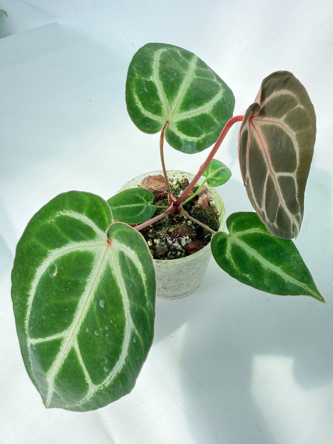 Anthurium Wonderboy A x Anthurium FTG Crystallinum x Anthurium Dorayaki 01