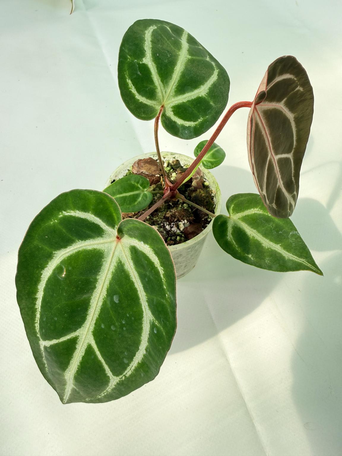 Anthurium Wonderboy A x Anthurium FTG Crystallinum x Anthurium Dorayaki 08