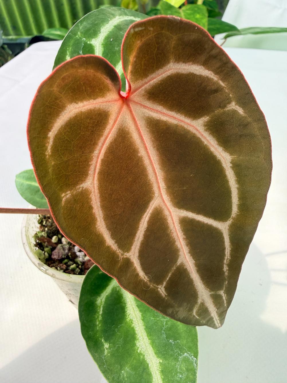 Anthurium Wonderboy A x Anthurium FTG Crystallinum x Anthurium Dorayaki 03