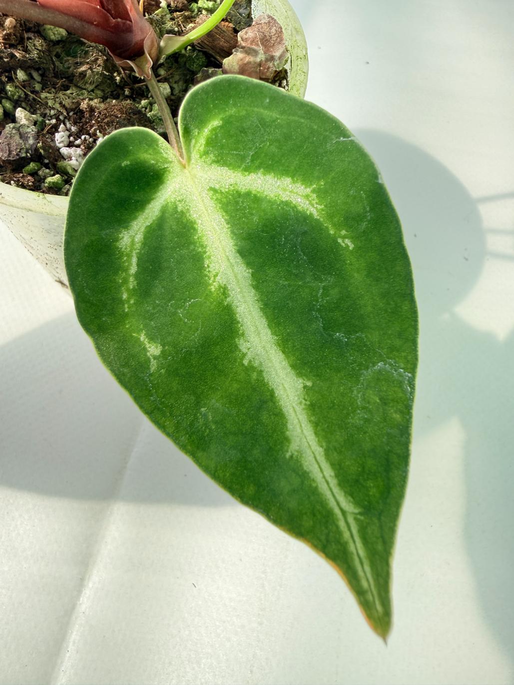 Anthurium Wonderboy A x Anthurium FTG Crystallinum x Anthurium Dorayaki 04
