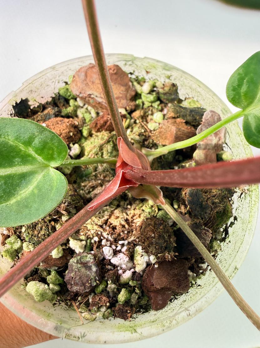Anthurium Wonderboy A x Anthurium FTG Crystallinum x Anthurium Dorayaki 05