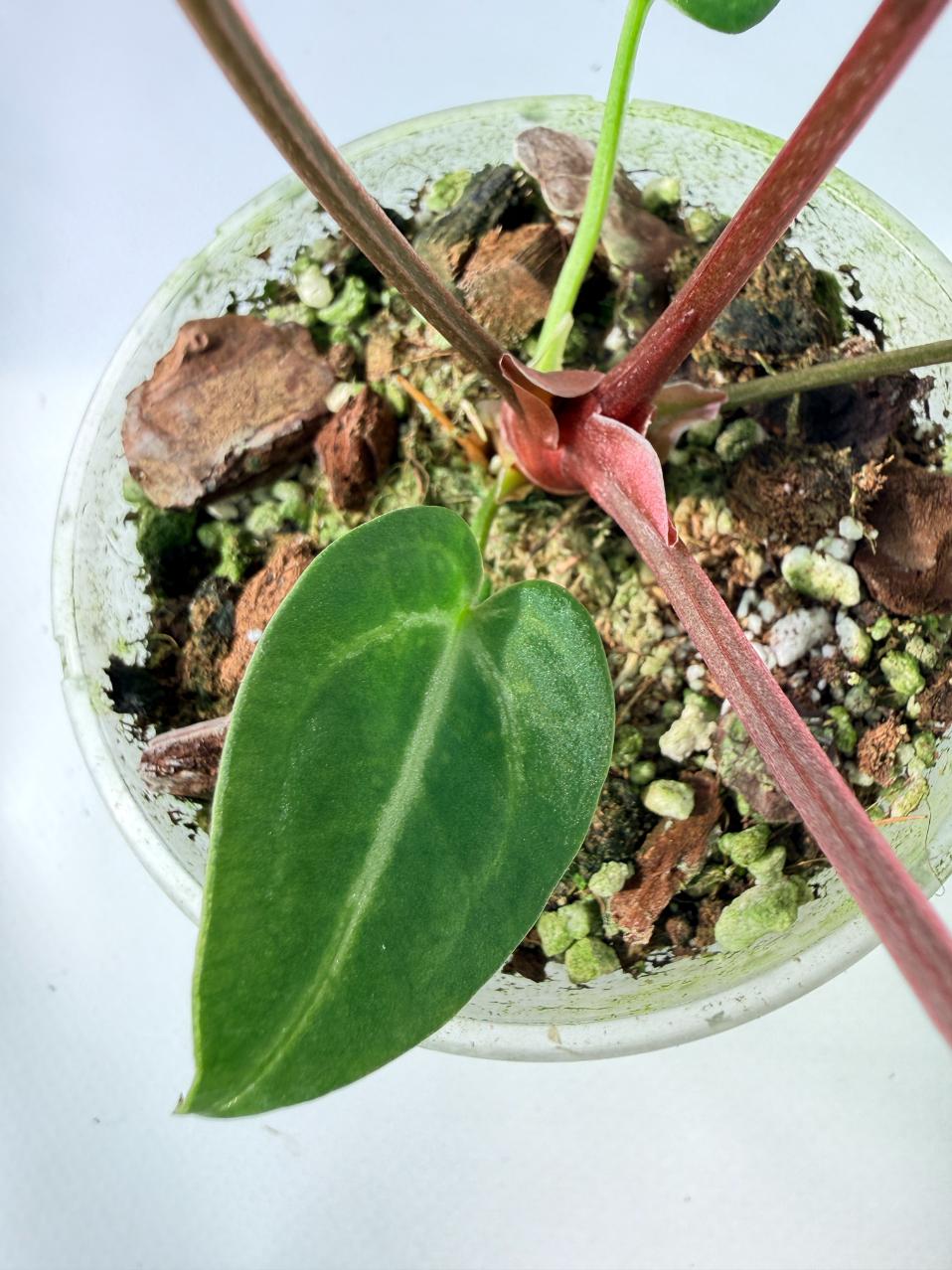 Anthurium Wonderboy A x Anthurium FTG Crystallinum x Anthurium Dorayaki 06