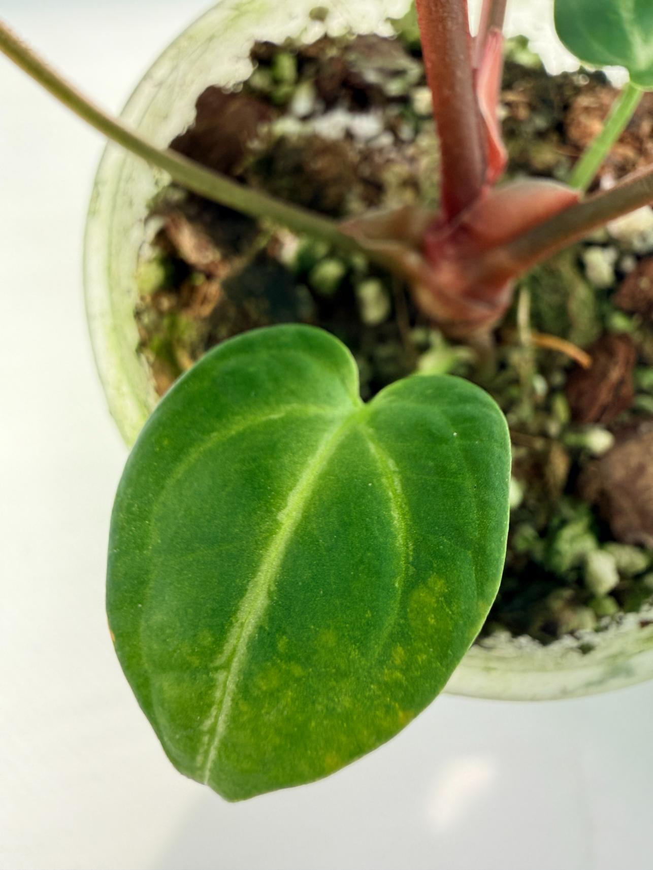 Anthurium Wonderboy A x Anthurium FTG Crystallinum x Anthurium Dorayaki 07