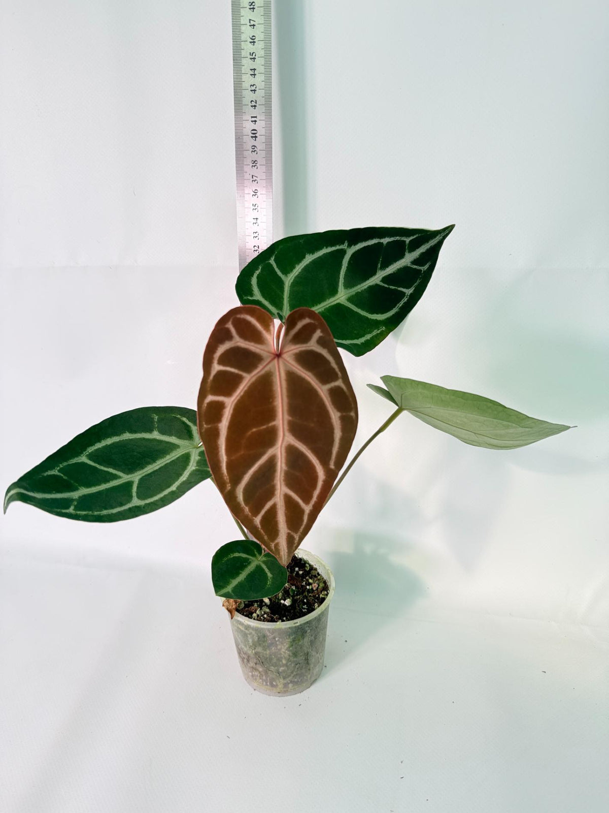 Anthurium Wonderboy A x Anthurium FTG Crystallinum x Anthurium Dorayaki 11