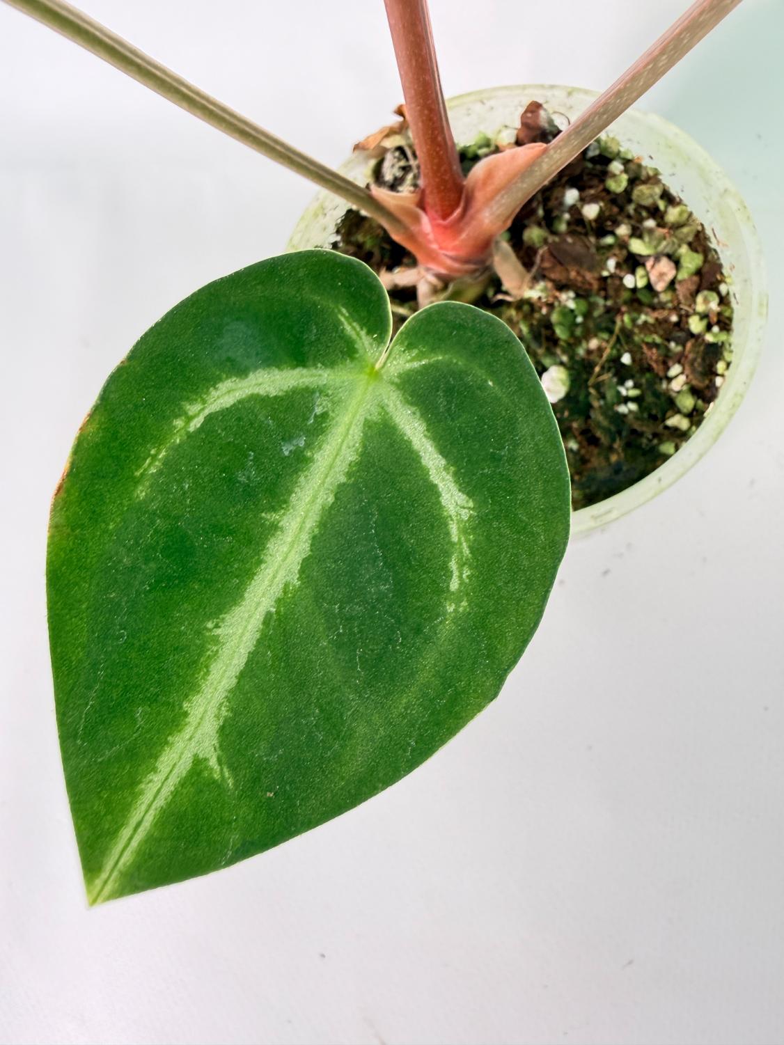 Anthurium Wonderboy A x Anthurium FTG Crystallinum x Anthurium Dorayaki 05