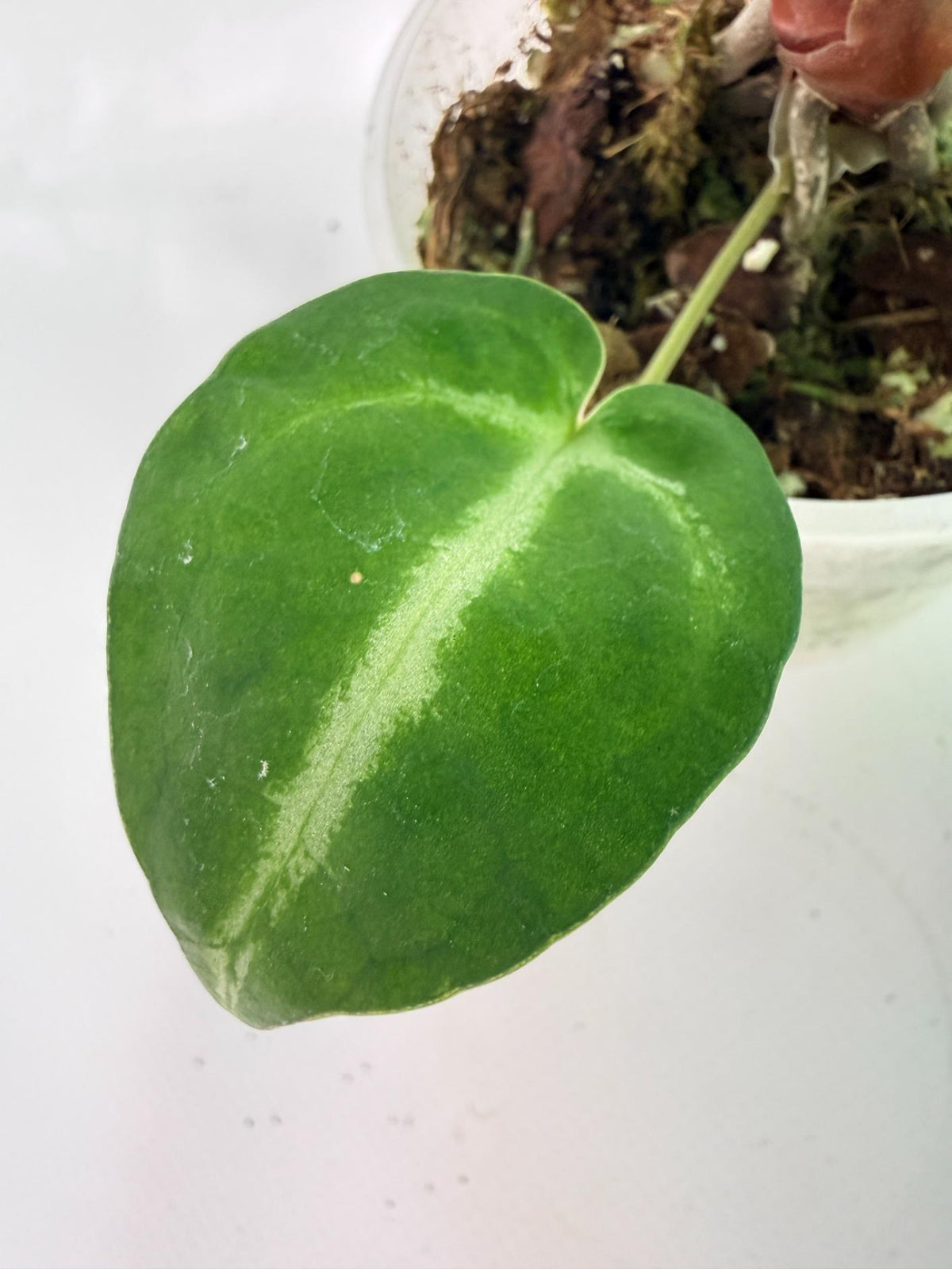 Anthurium Wonderboy A x Anthurium FTG Crystallinum x Anthurium Dorayaki 08