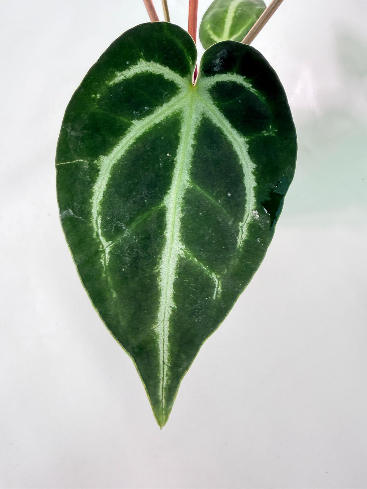 Anthurium Wonderboy A x Anthurium FTG Crystallinum x Anthurium Dorayaki 09