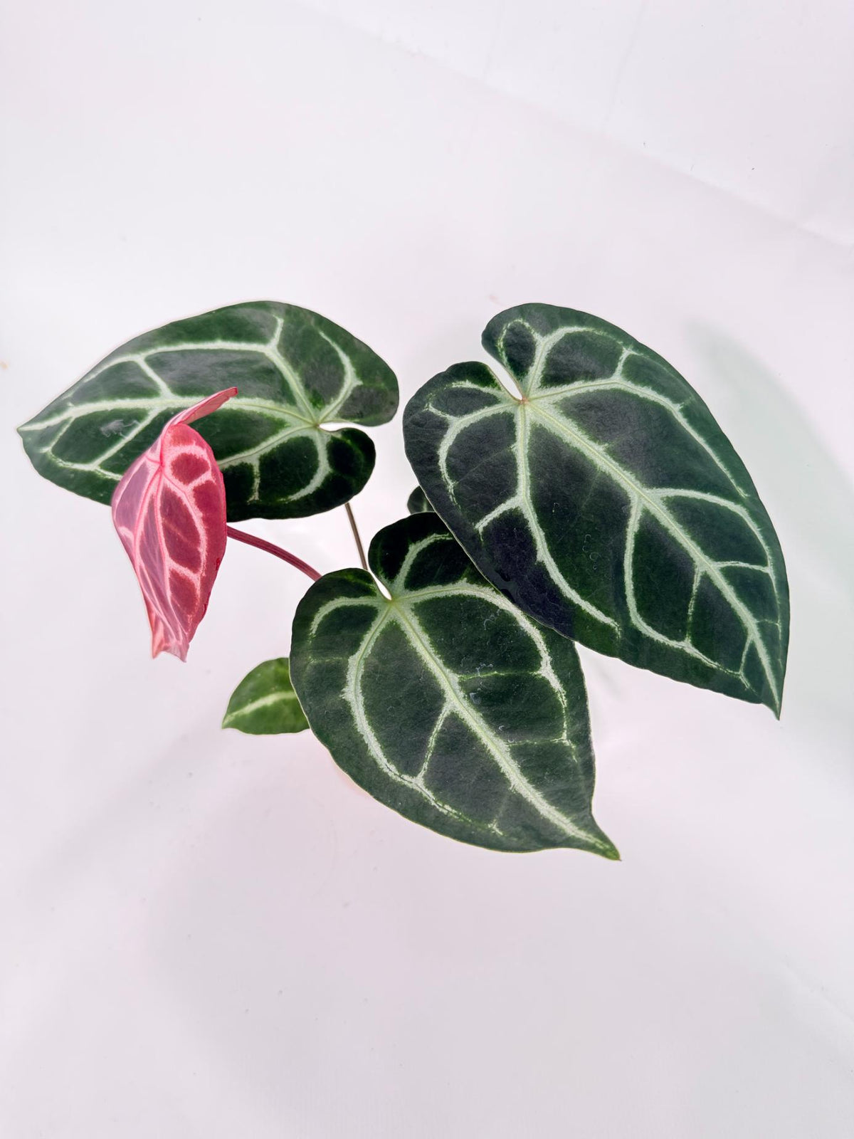 Anthurium Wonderboy A x Anthurium FTG Crystallinum x Anthurium Dorayaki 1