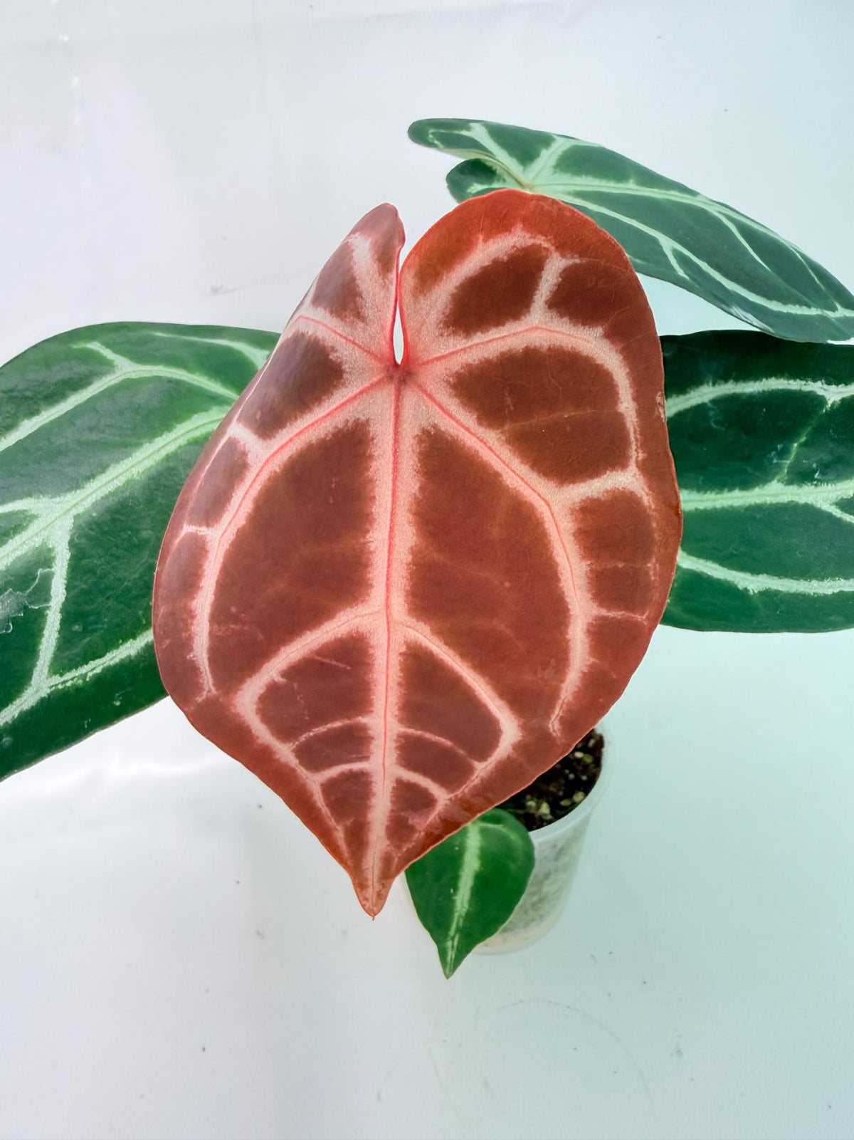 Anthurium Wonderboy A x Anthurium FTG Crystallinum x Anthurium Dorayaki 04
