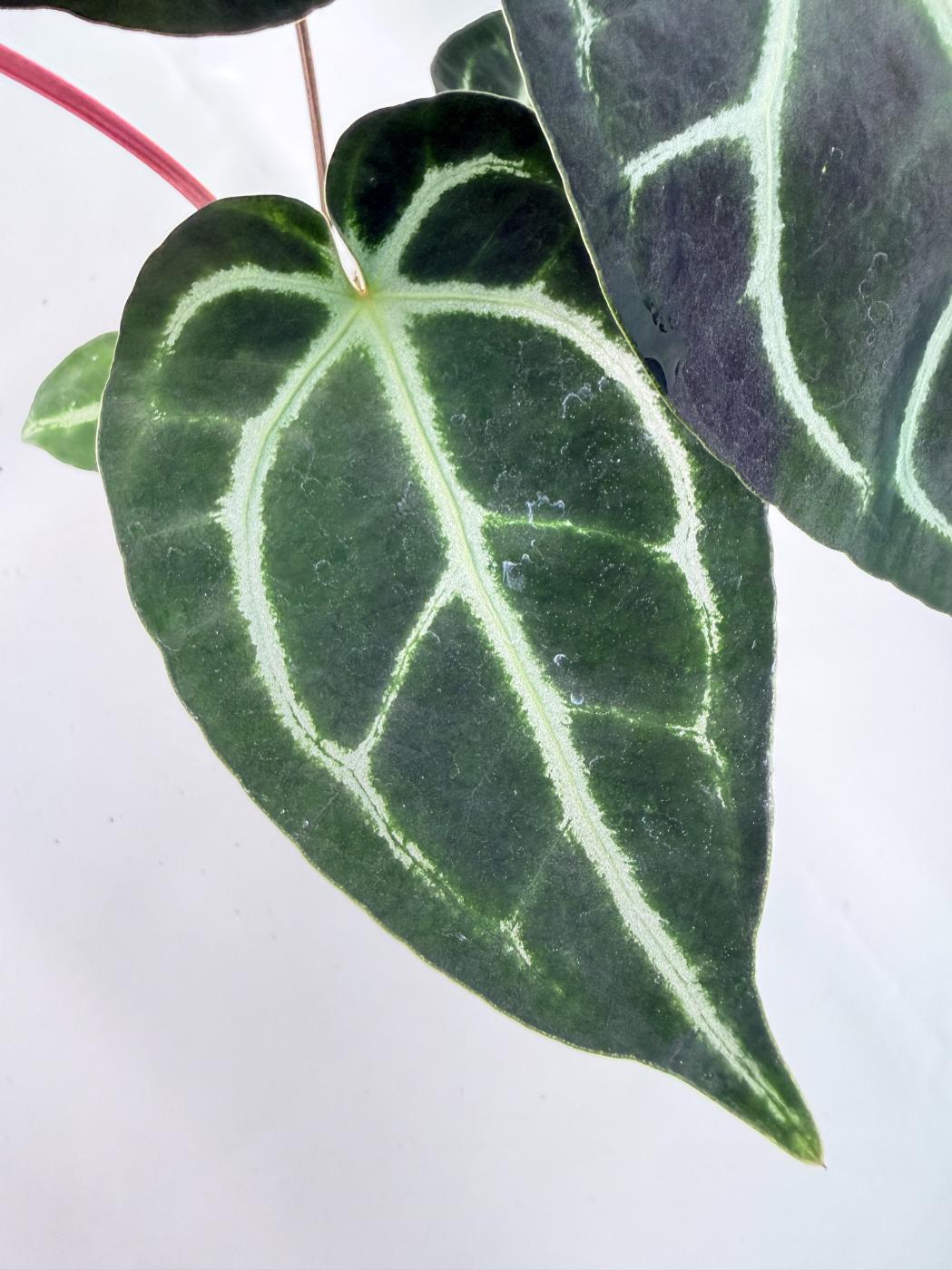 Anthurium Wonderboy A x Anthurium FTG Crystallinum x Anthurium Dorayaki 05