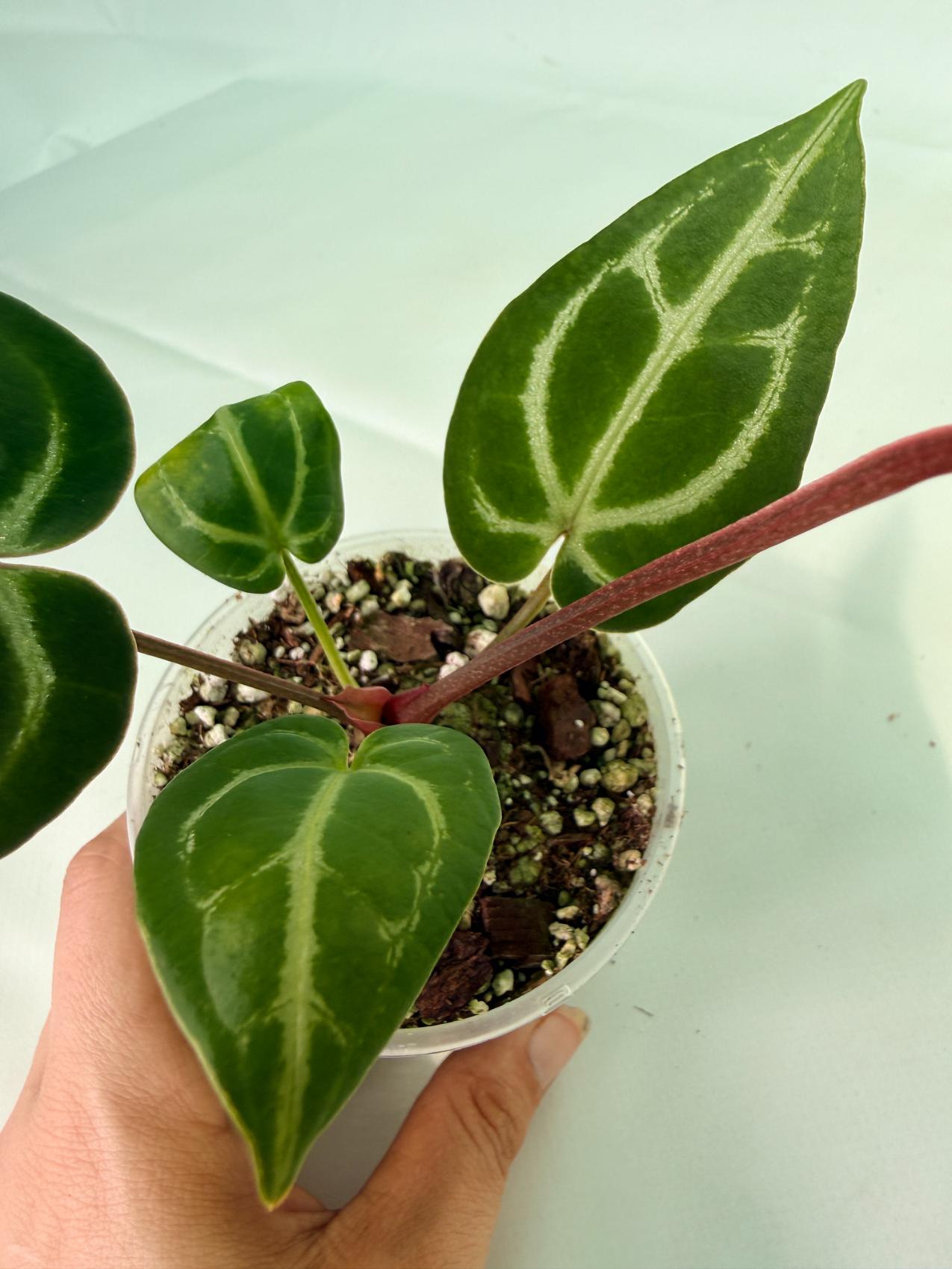 Anthurium_Wonderboy_A_x_FTG_Crystallinum_x_Dorayaki_08
