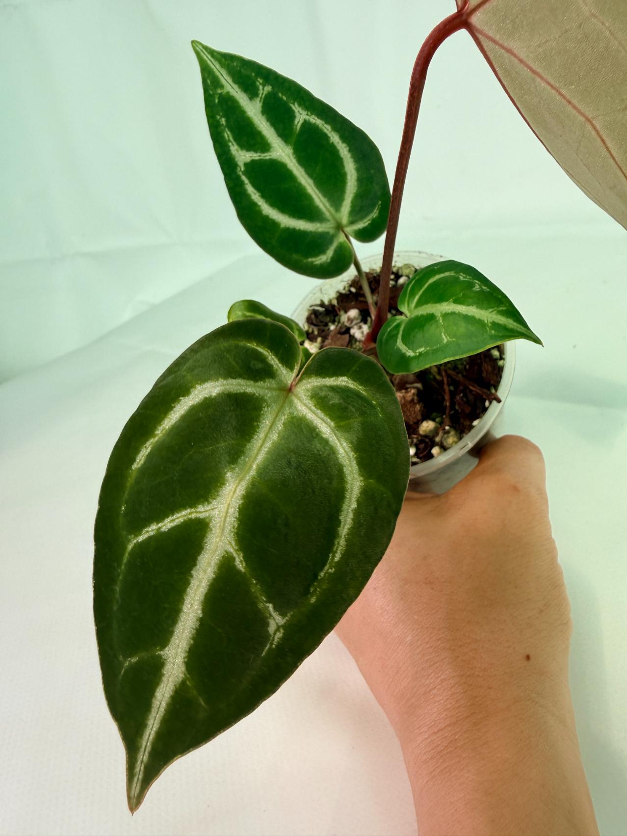 Anthurium Wonderboy A x FTG Crystallinum x Dorayaki