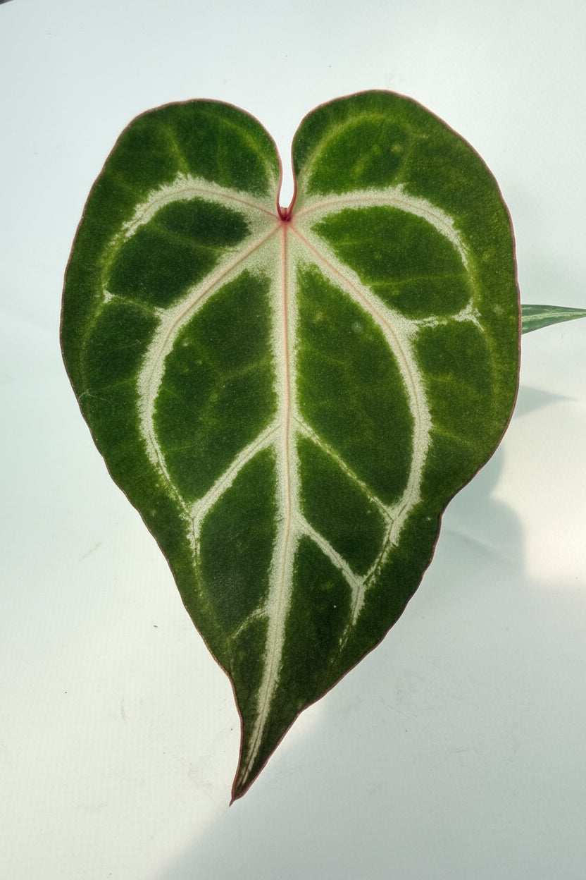 Anthurium_Wonderboy_A_x_FTG_Crystallinum_x_Dorayaki_01