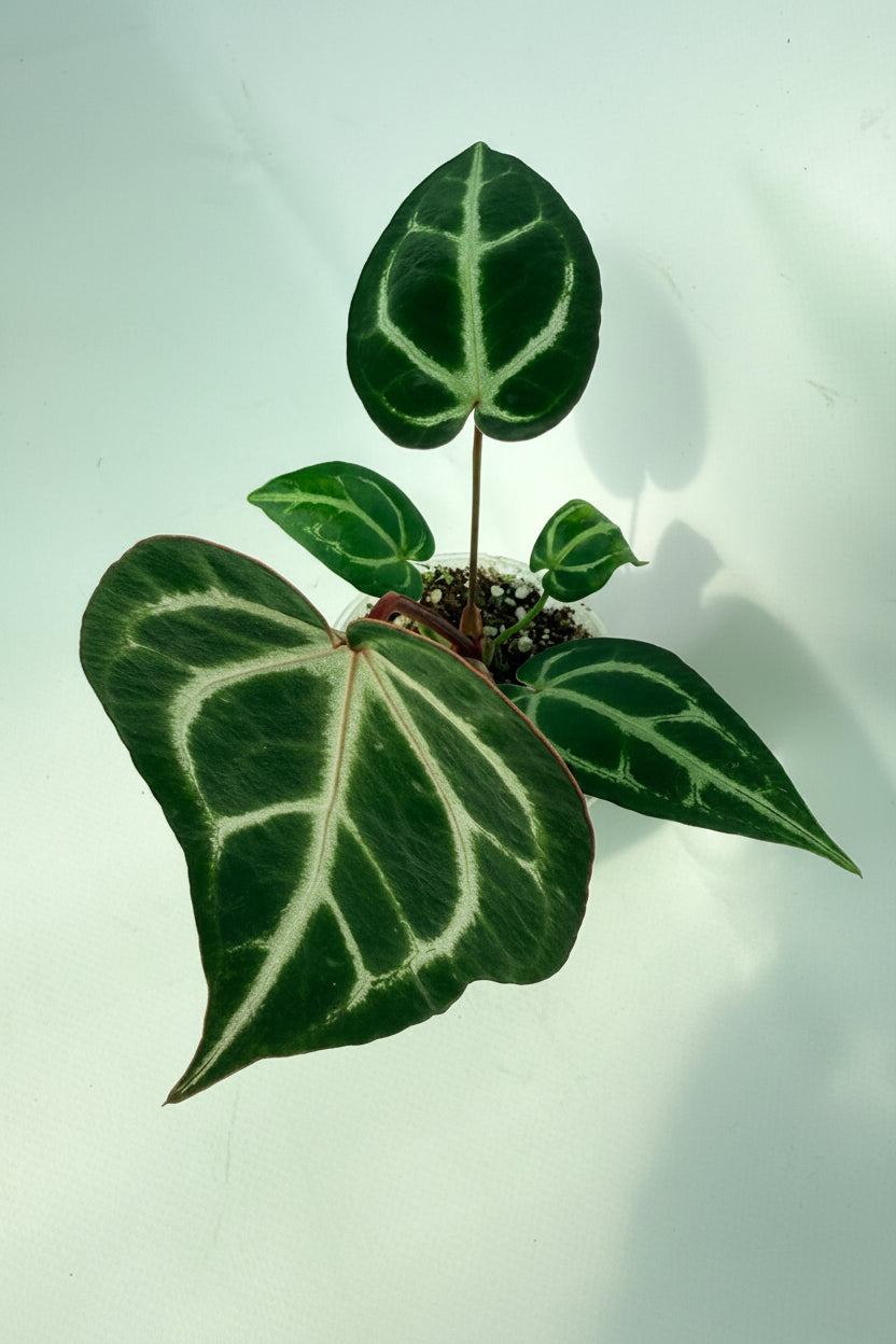 Anthurium_Wonderboy_A_x_FTG_Crystallinum_x_Dorayaki_02