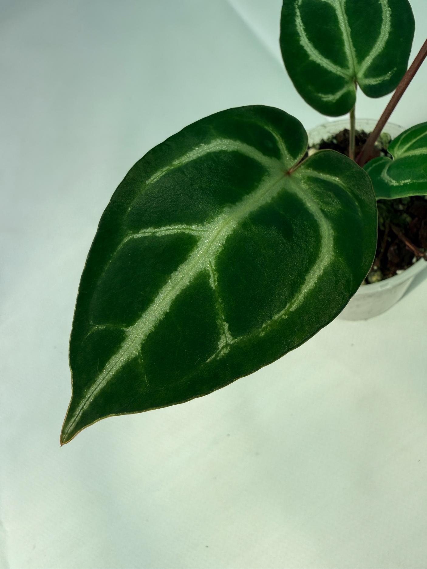 Anthurium Wonderboy A x FTG Crystallinum x Dorayaki