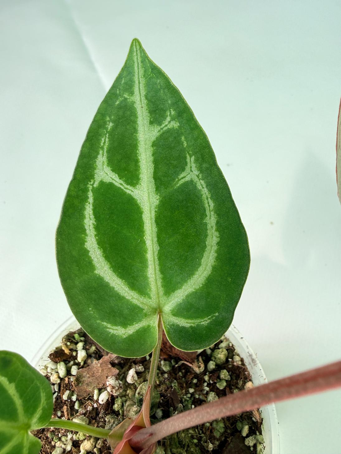 Anthurium Wonderboy A x FTG Crystallinum x Dorayaki
