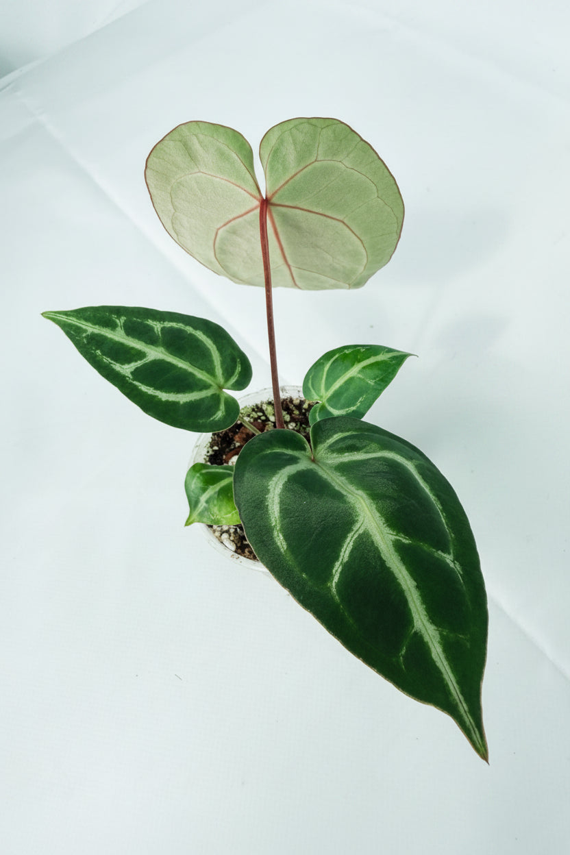 Anthurium_Wonderboy_A_x_FTG_Crystallinum_x_Dorayaki_05