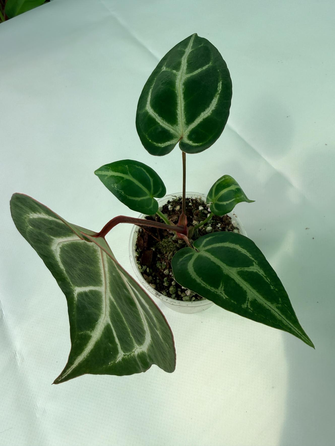 Anthurium_Wonderboy_A_x_FTG_Crystallinum_x_Dorayaki_06