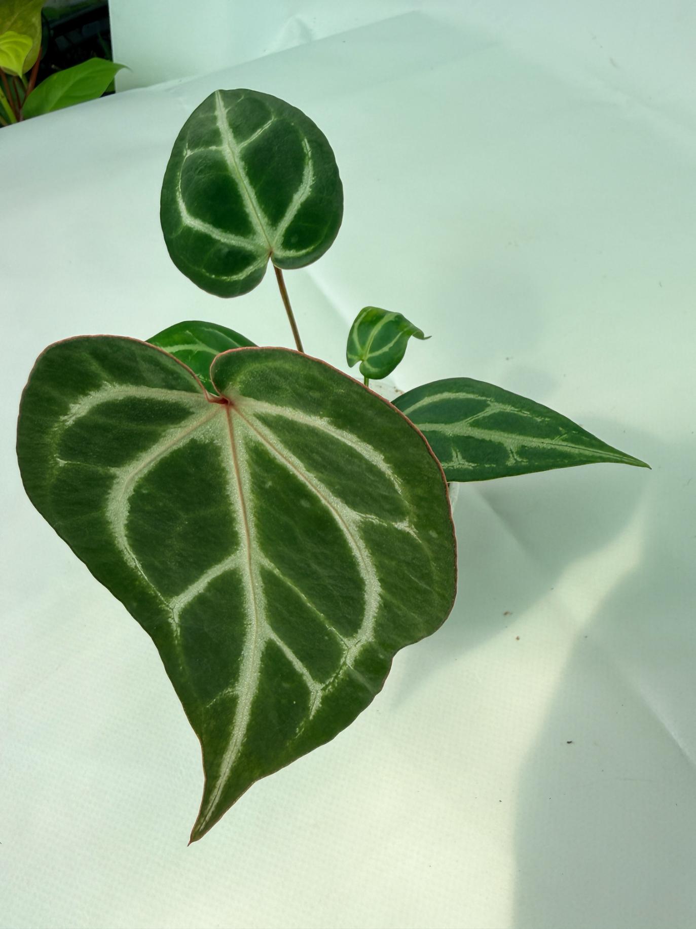 Anthurium Wonderboy A x FTG Crystallinum x Dorayaki
