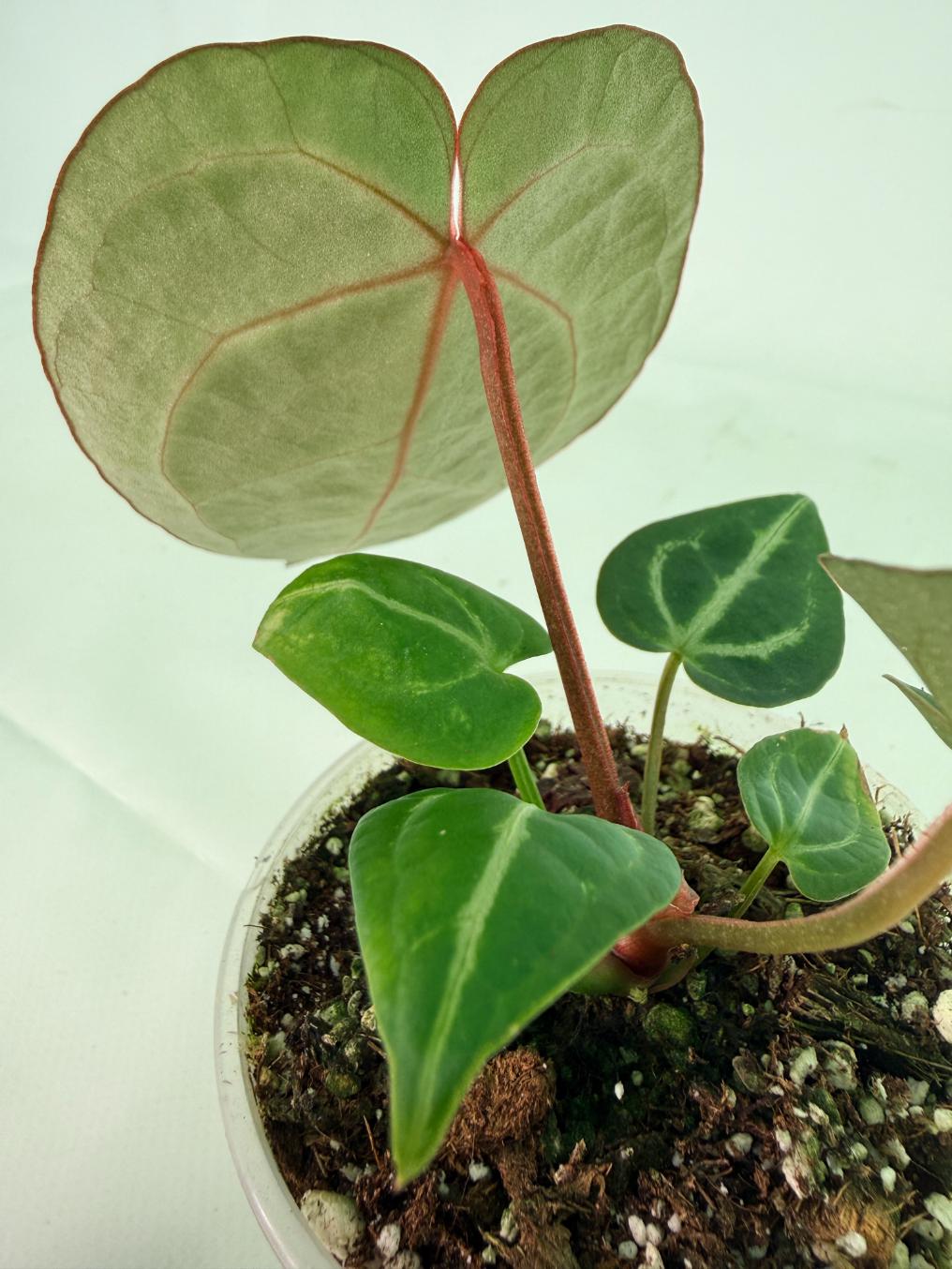 Anthurium Wonderboy A x Anthurium FTG Crystallinum x Anthurium Dorayaki 4