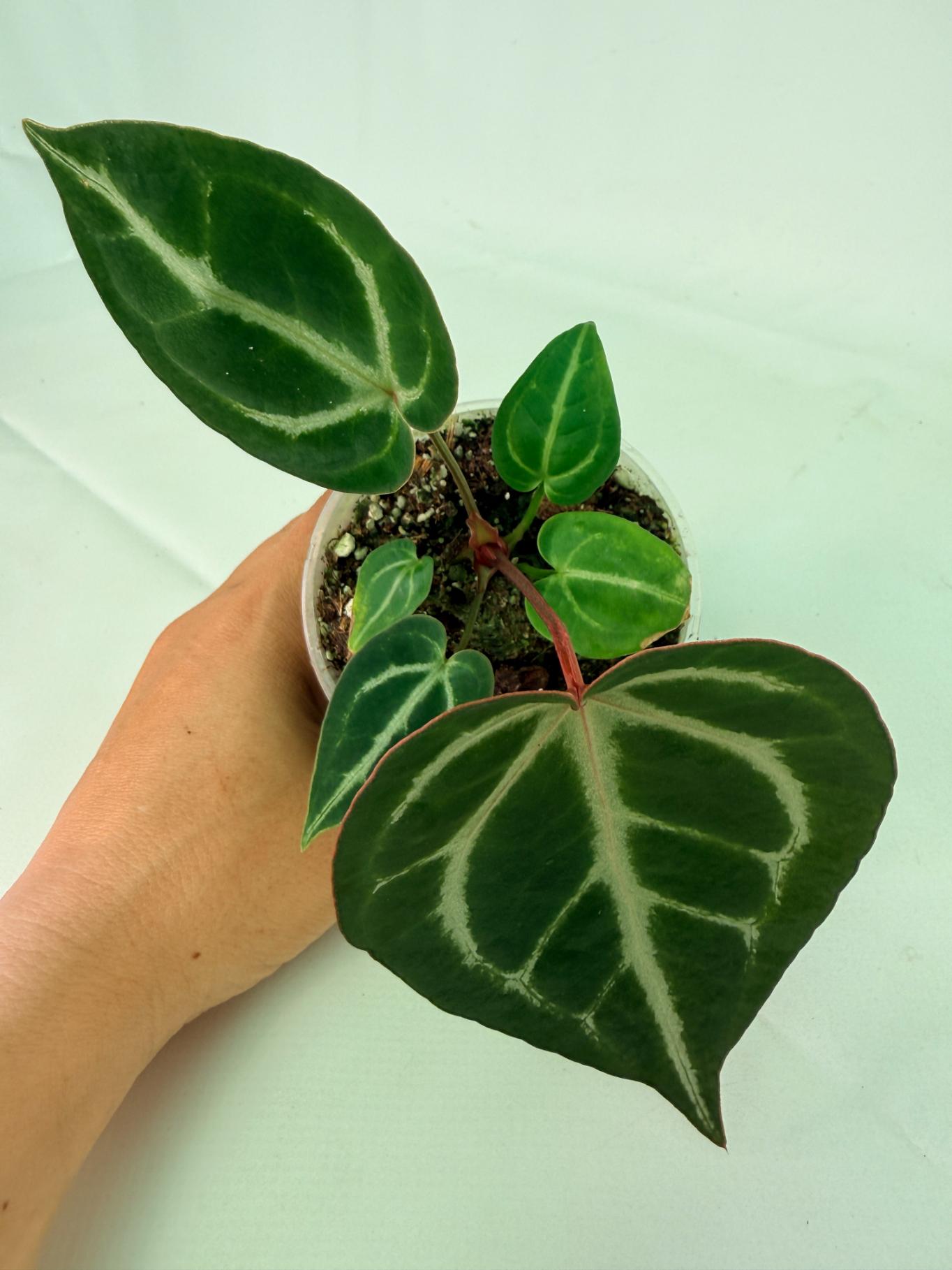 Anthurium Wonderboy A x Anthurium FTG Crystallinum x Anthurium Dorayaki 1
