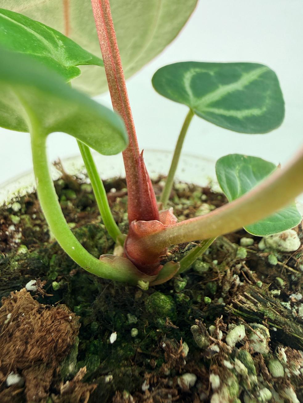 Anthurium Wonderboy A x Anthurium FTG Crystallinum x Anthurium Dorayaki 8
