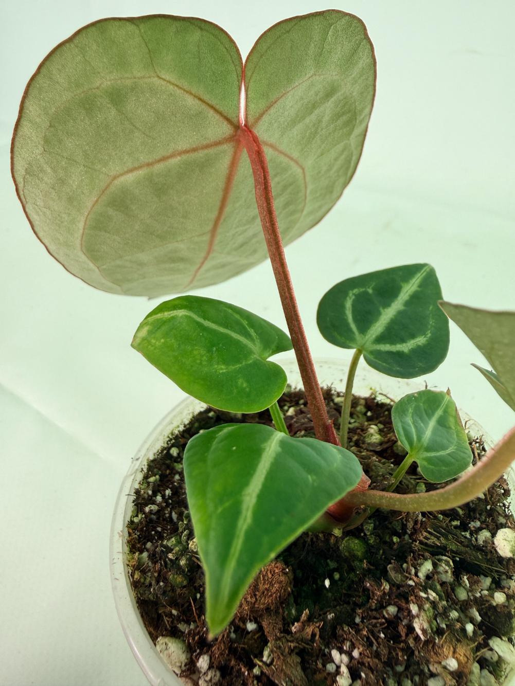 Anthurium Wonderboy A x Anthurium FTG Crystallinum x Anthurium Dorayaki 10