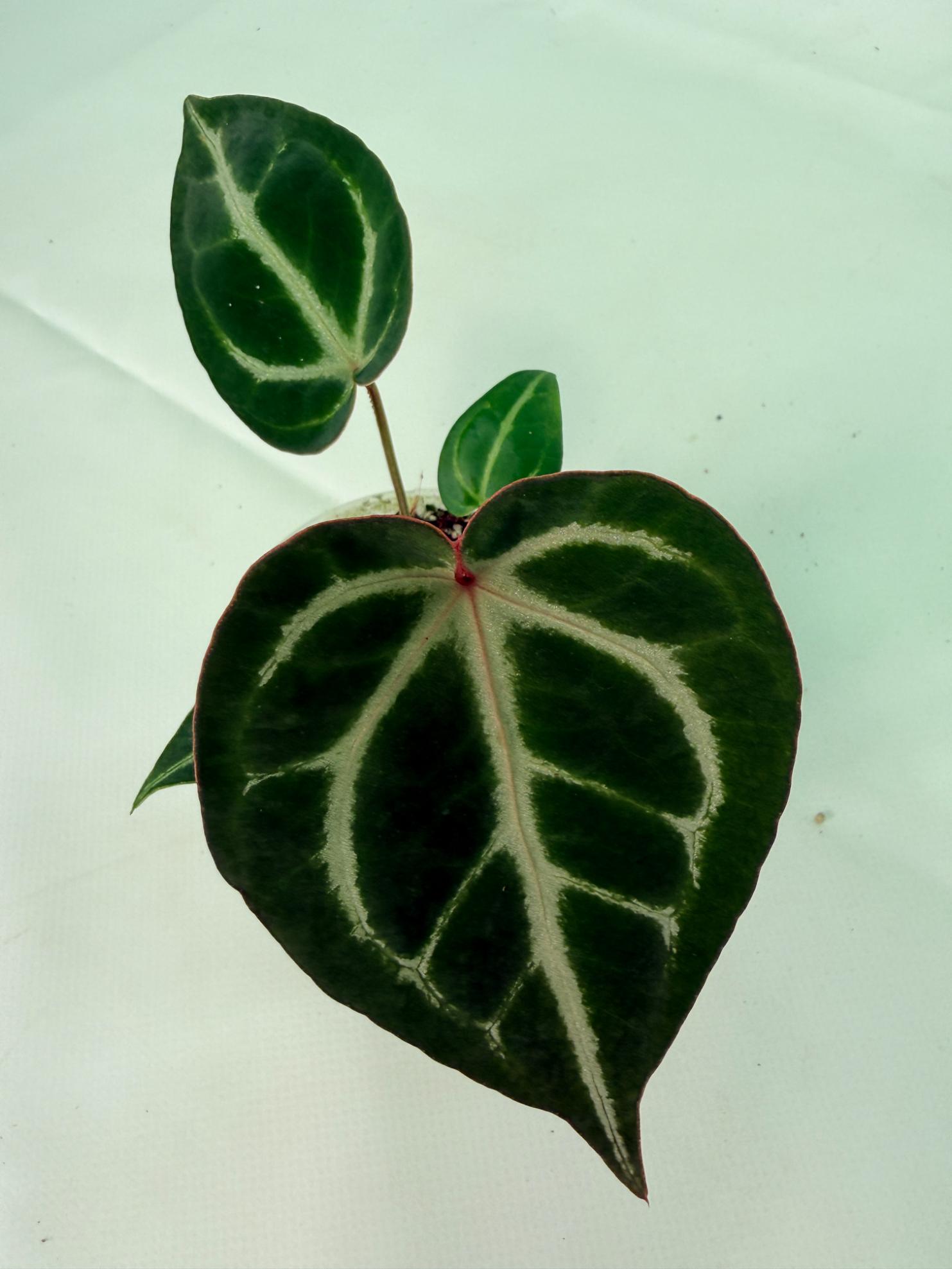Anthurium Wonderboy A x Anthurium FTG Crystallinum x Anthurium Dorayaki 5