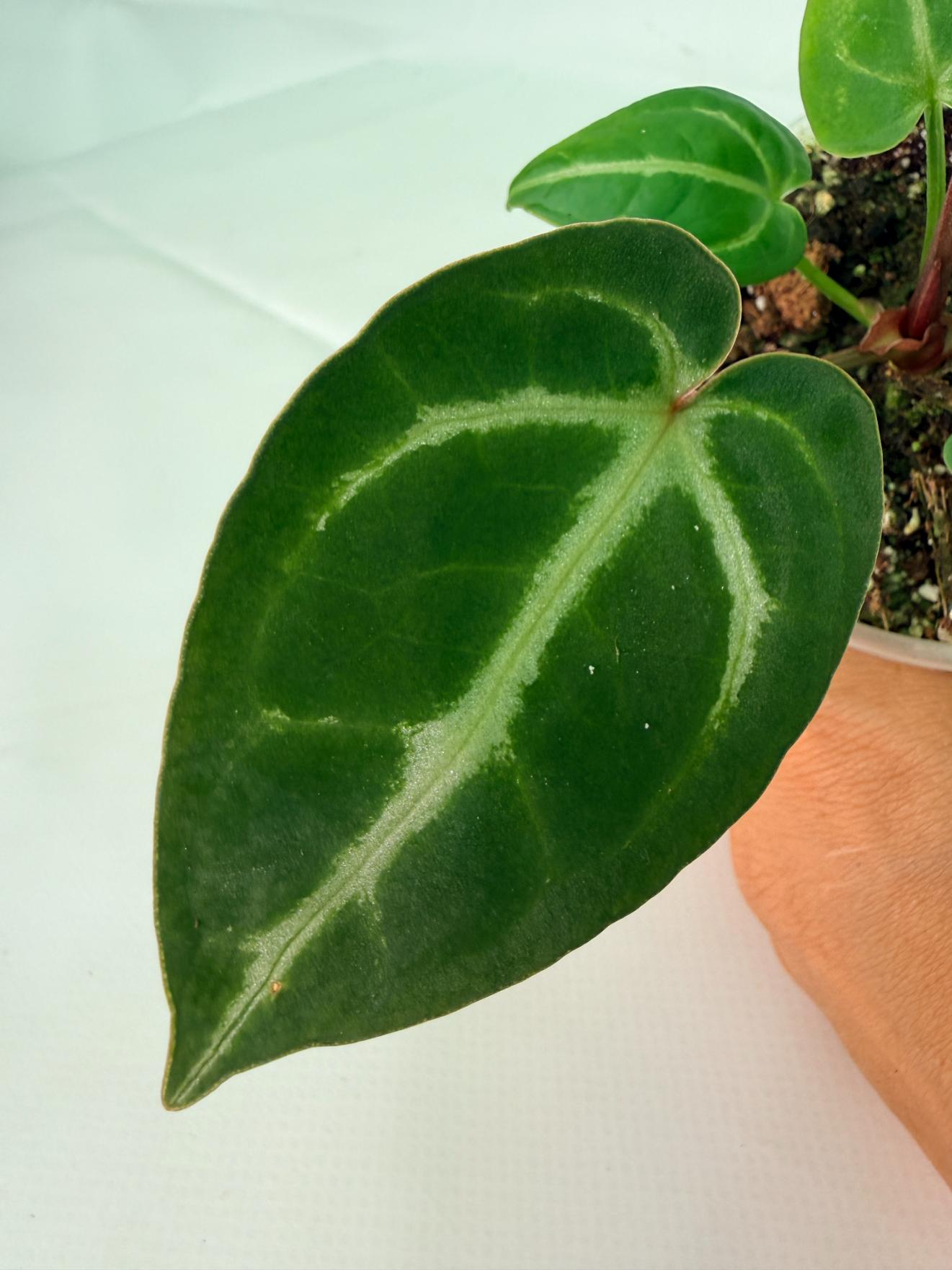 Anthurium Wonderboy A x Anthurium FTG Crystallinum x Anthurium Dorayaki 3