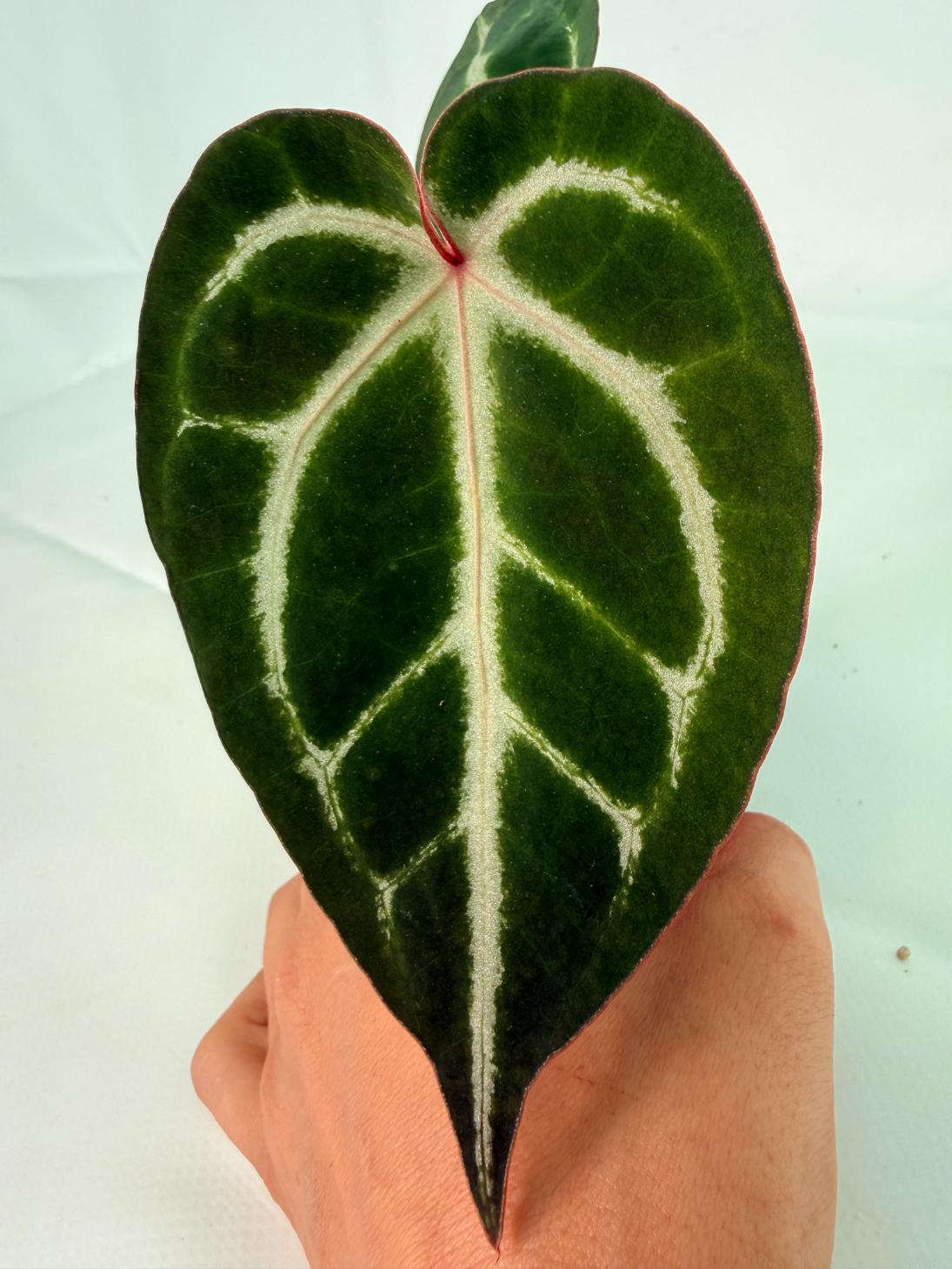 Anthurium Wonderboy A x Anthurium FTG Crystallinum x Anthurium Dorayaki 9