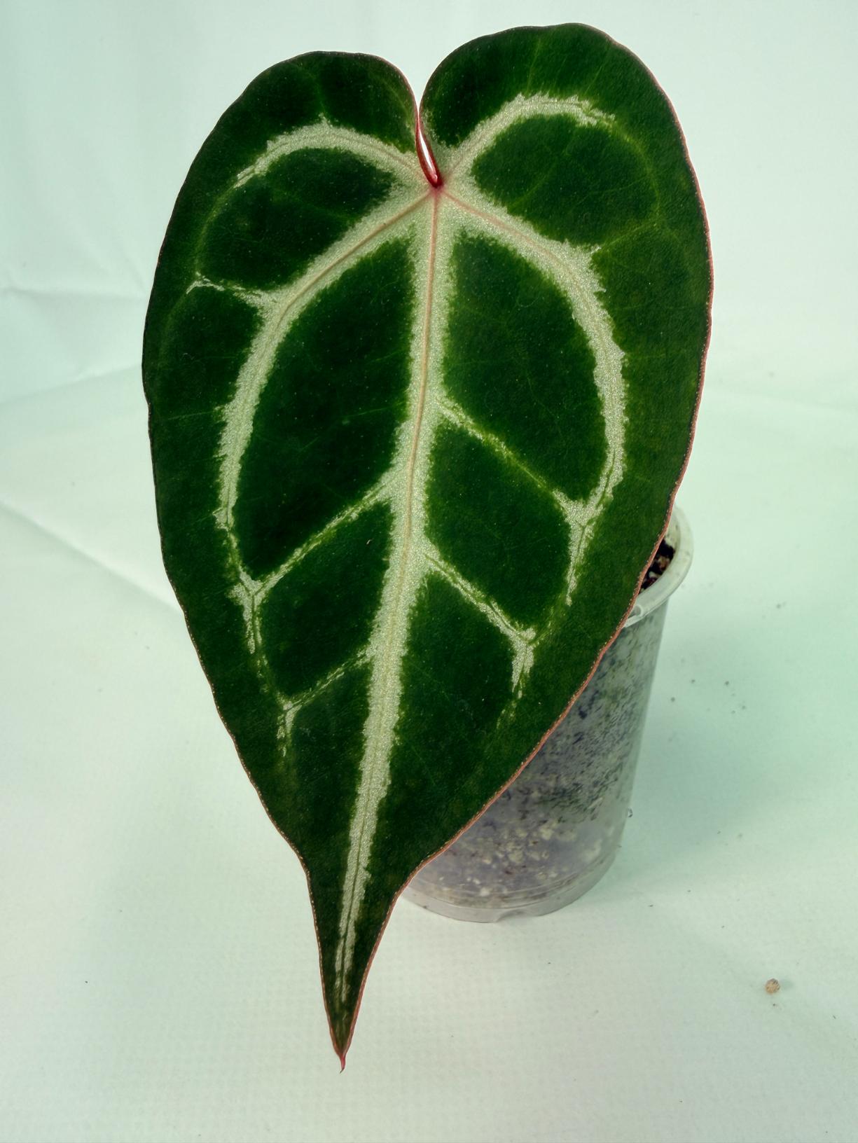 Anthurium Wonderboy A x Anthurium FTG Crystallinum x Anthurium Dorayaki 2