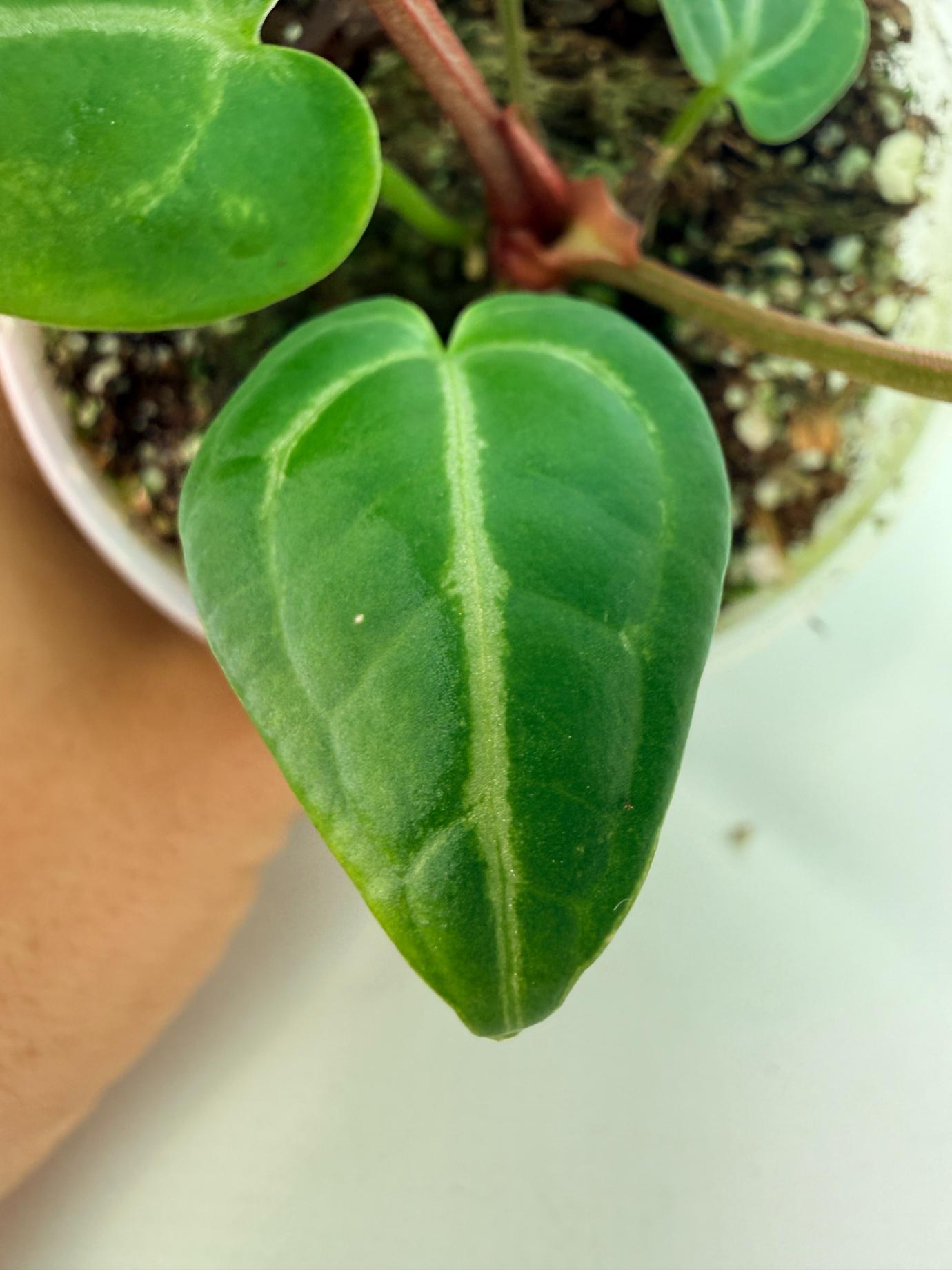 Anthurium Wonderboy A x Anthurium FTG Crystallinum x Anthurium