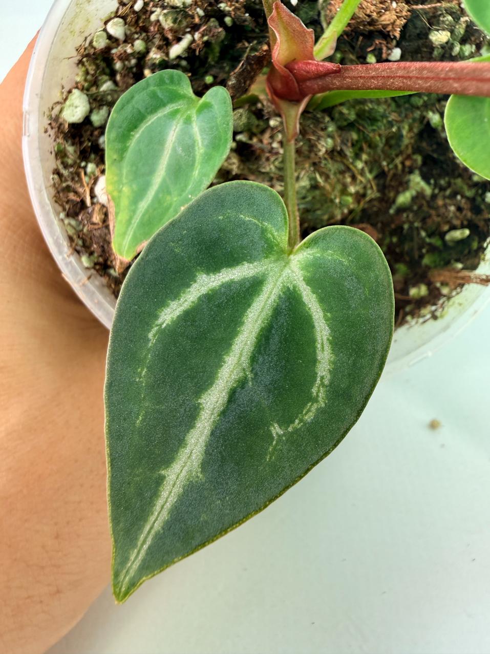 Anthurium Wonderboy A x Anthurium FTG Crystallinum x Anthurium Dorayaki 7