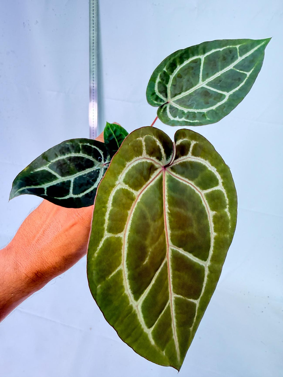 Anthurium Wonderboy x Michelle 2