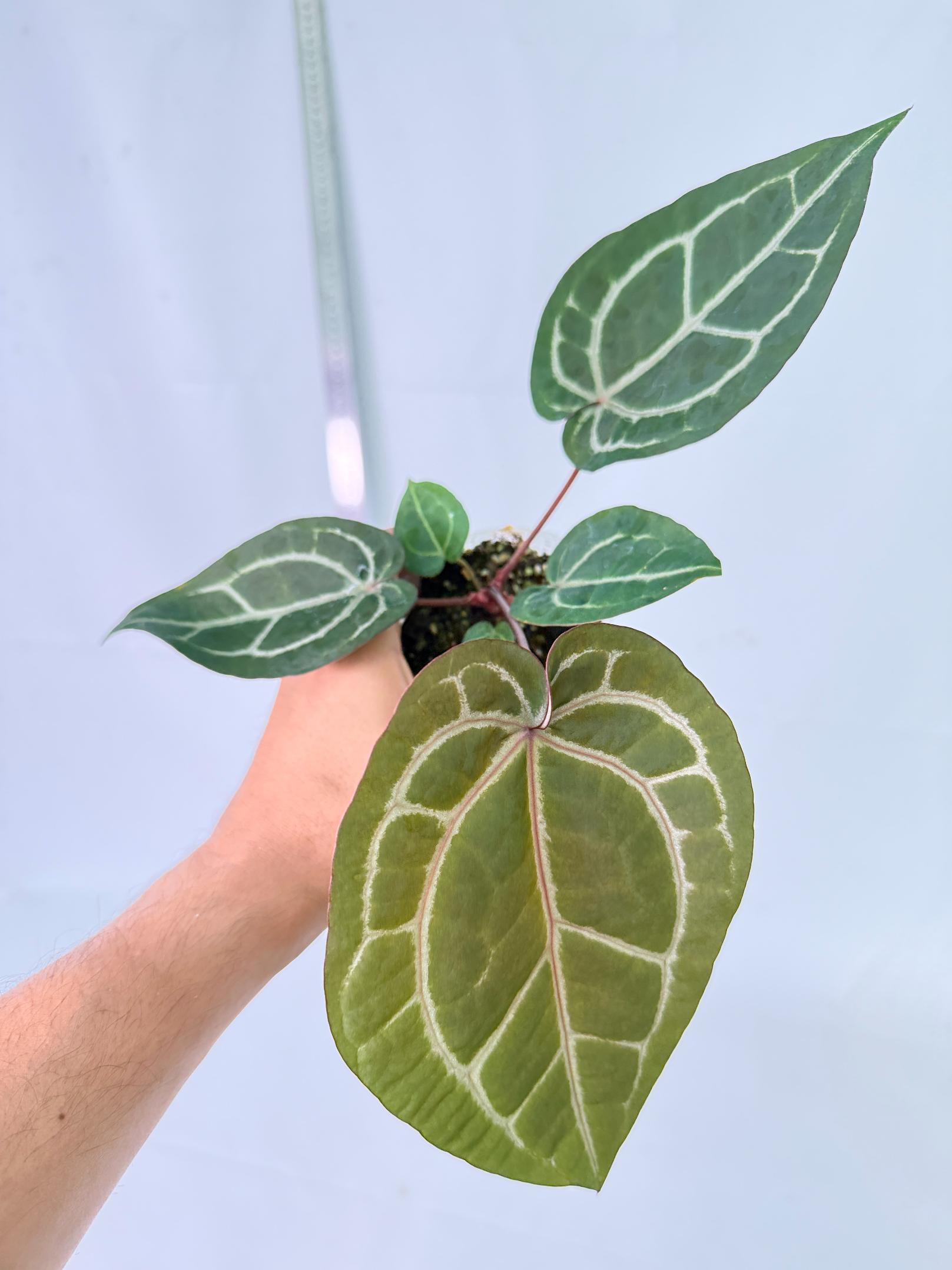 Anthurium Wonderboy x Michelle 6