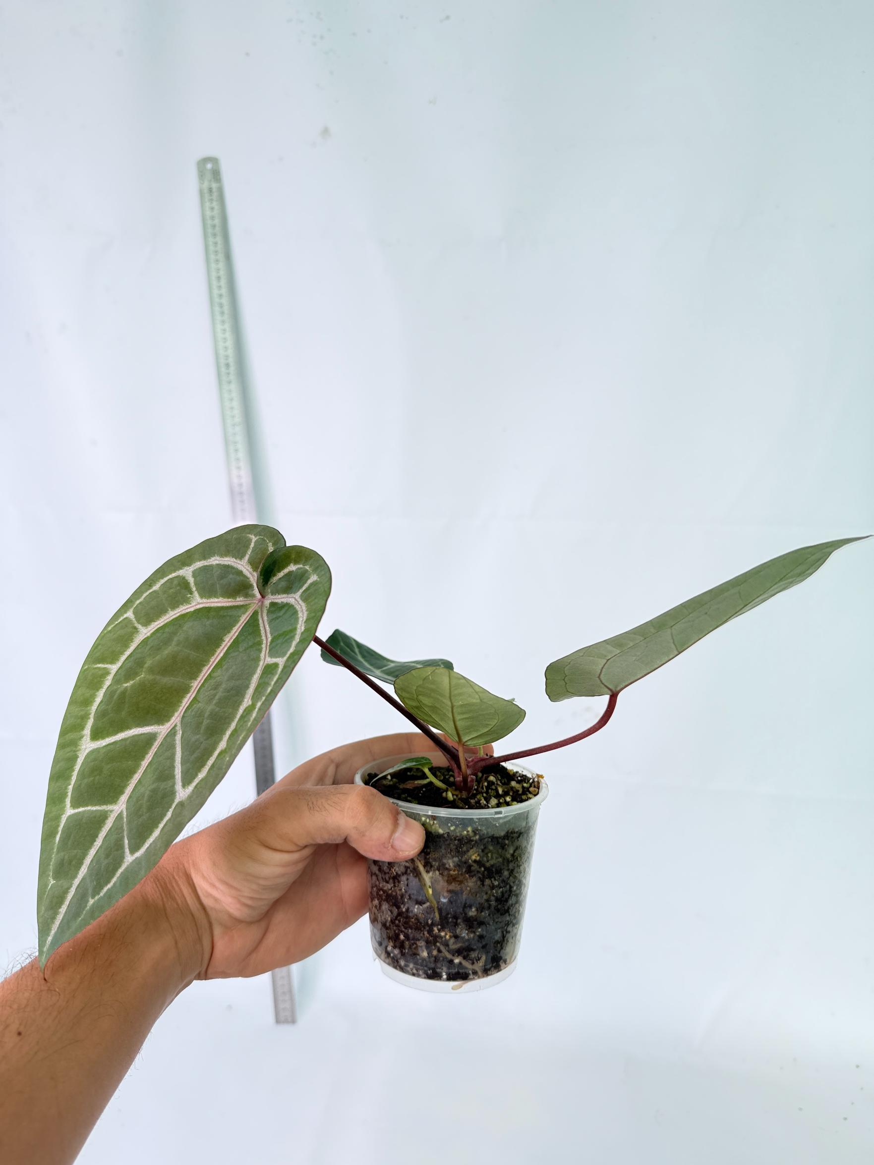 Anthurium Wonderboy x Michelle 10