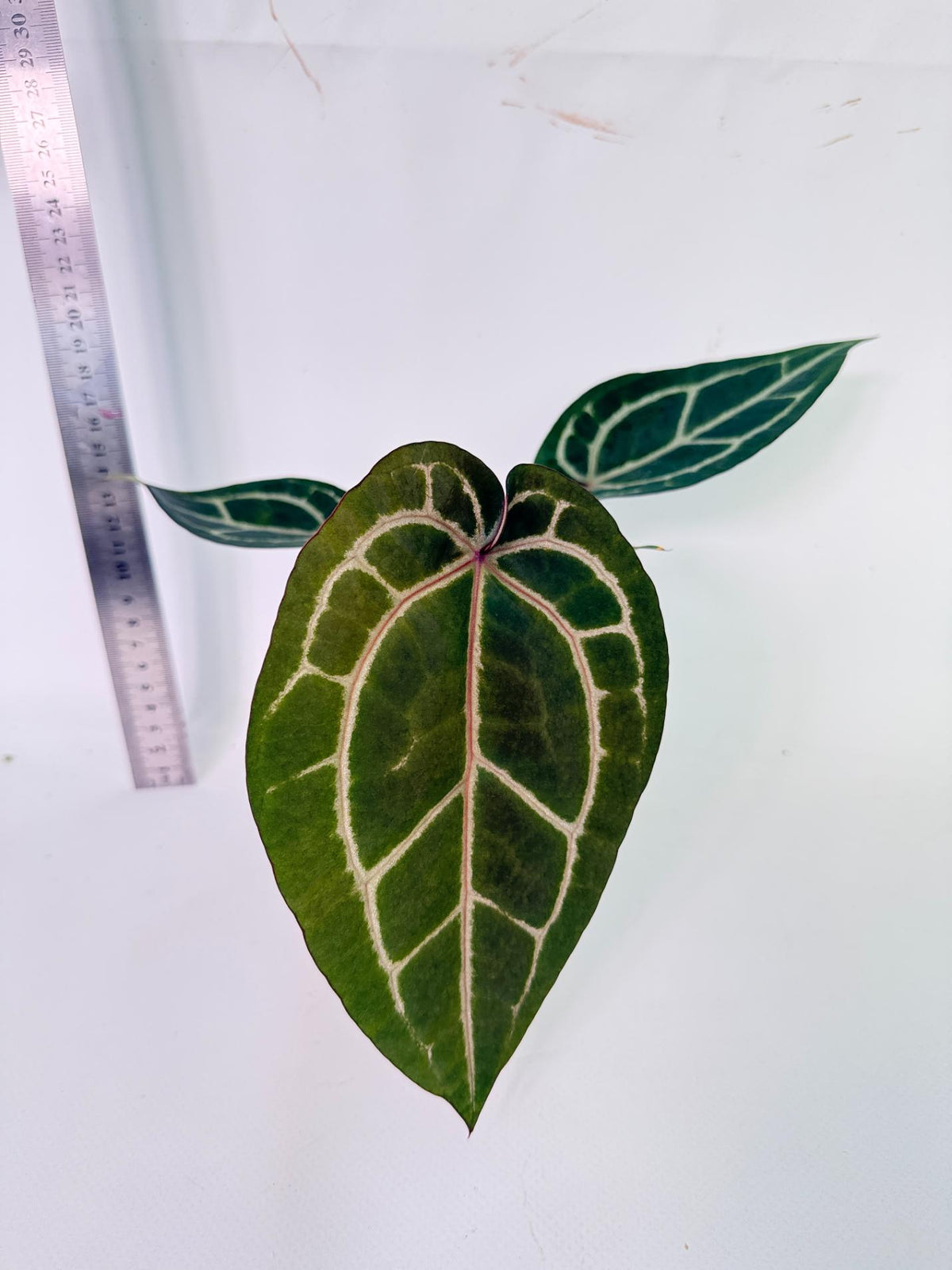 Anthurium Wonderboy x Michelle 3