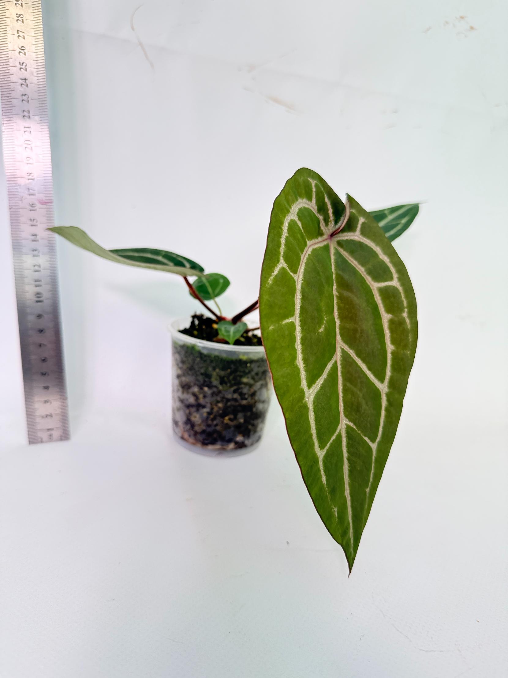 Anthurium Wonderboy x Michelle 5
