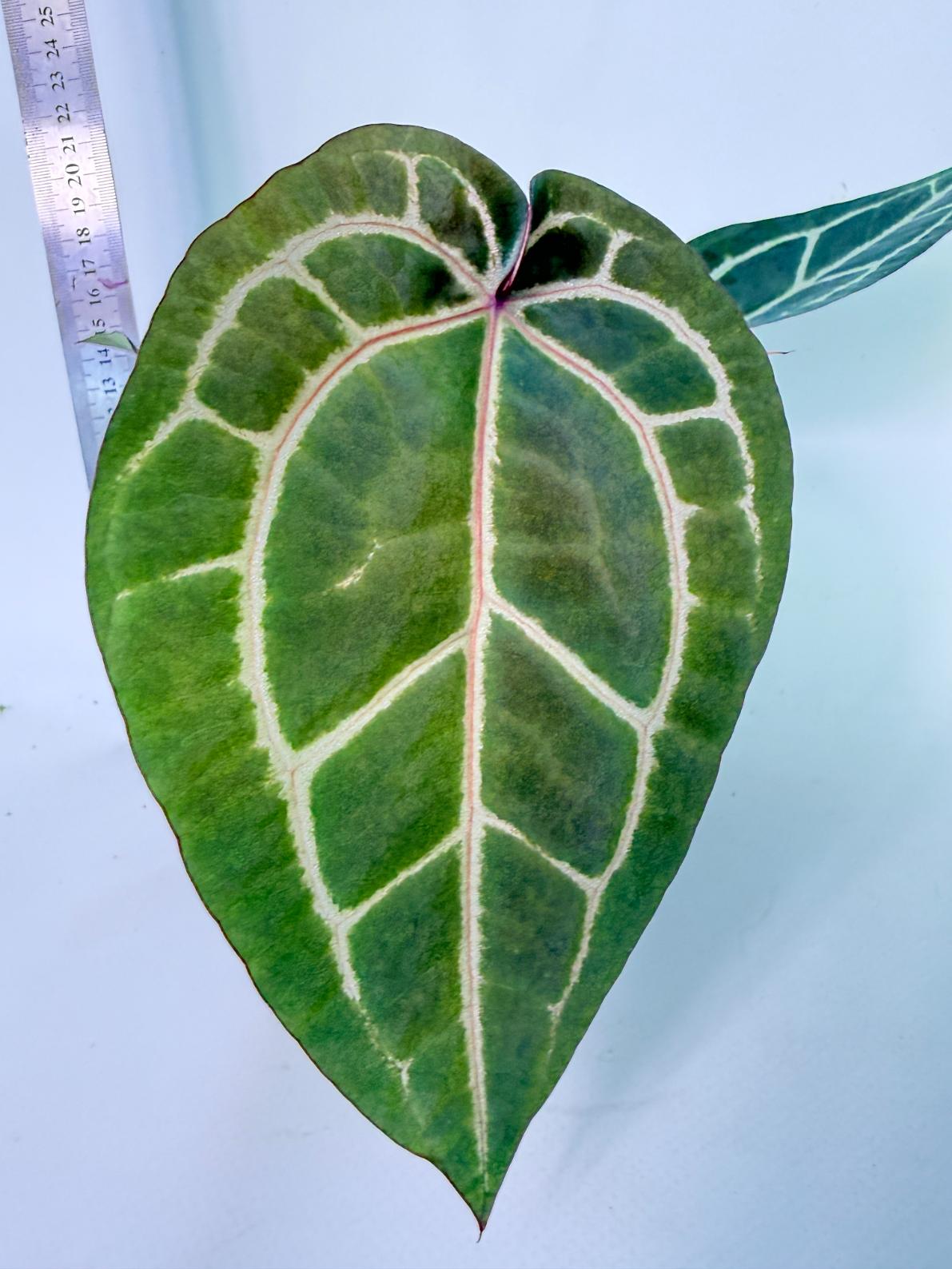 Anthurium Wonderboy x Michelle 1