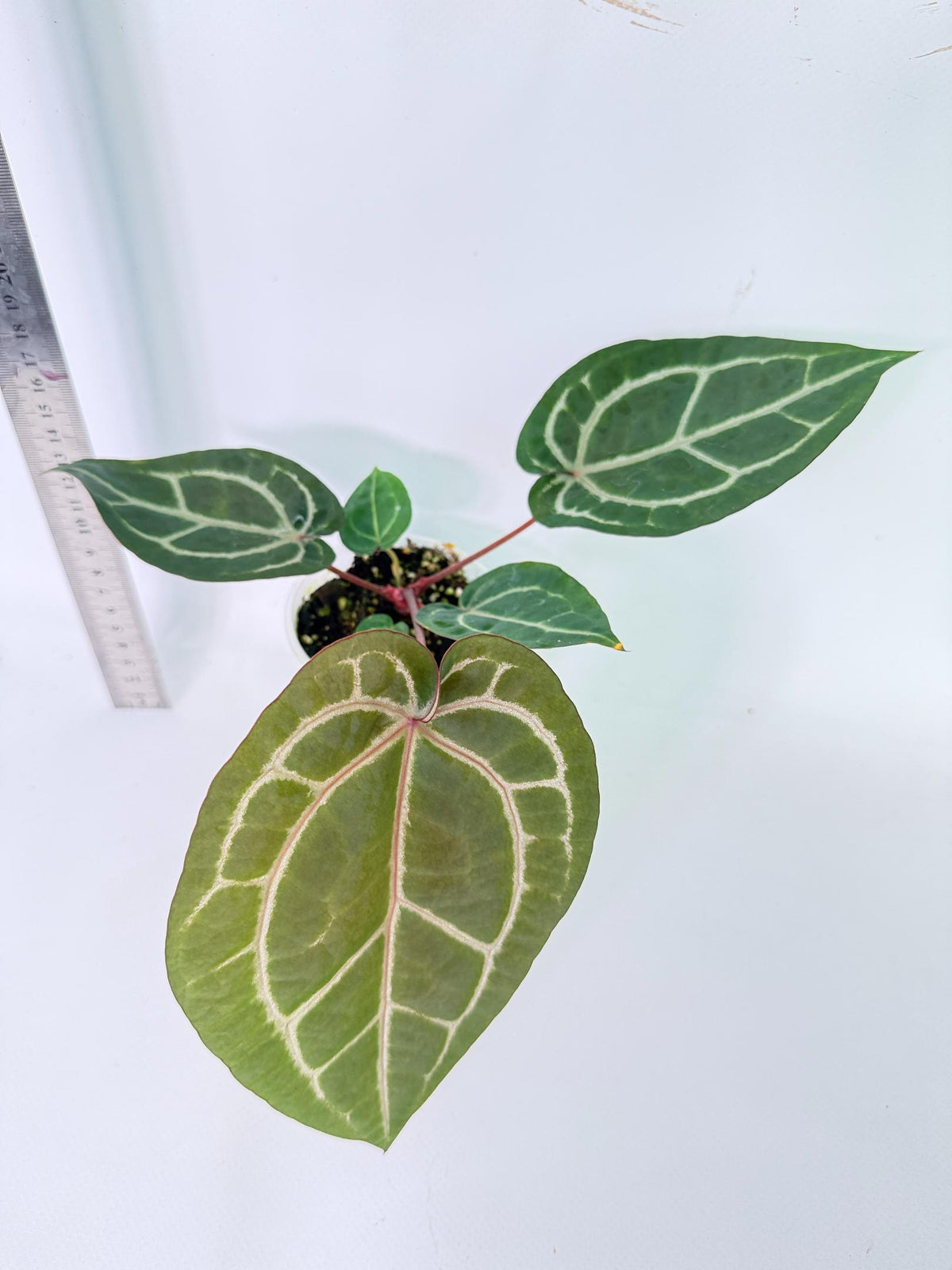 Anthurium Wonderboy x Michelle 9