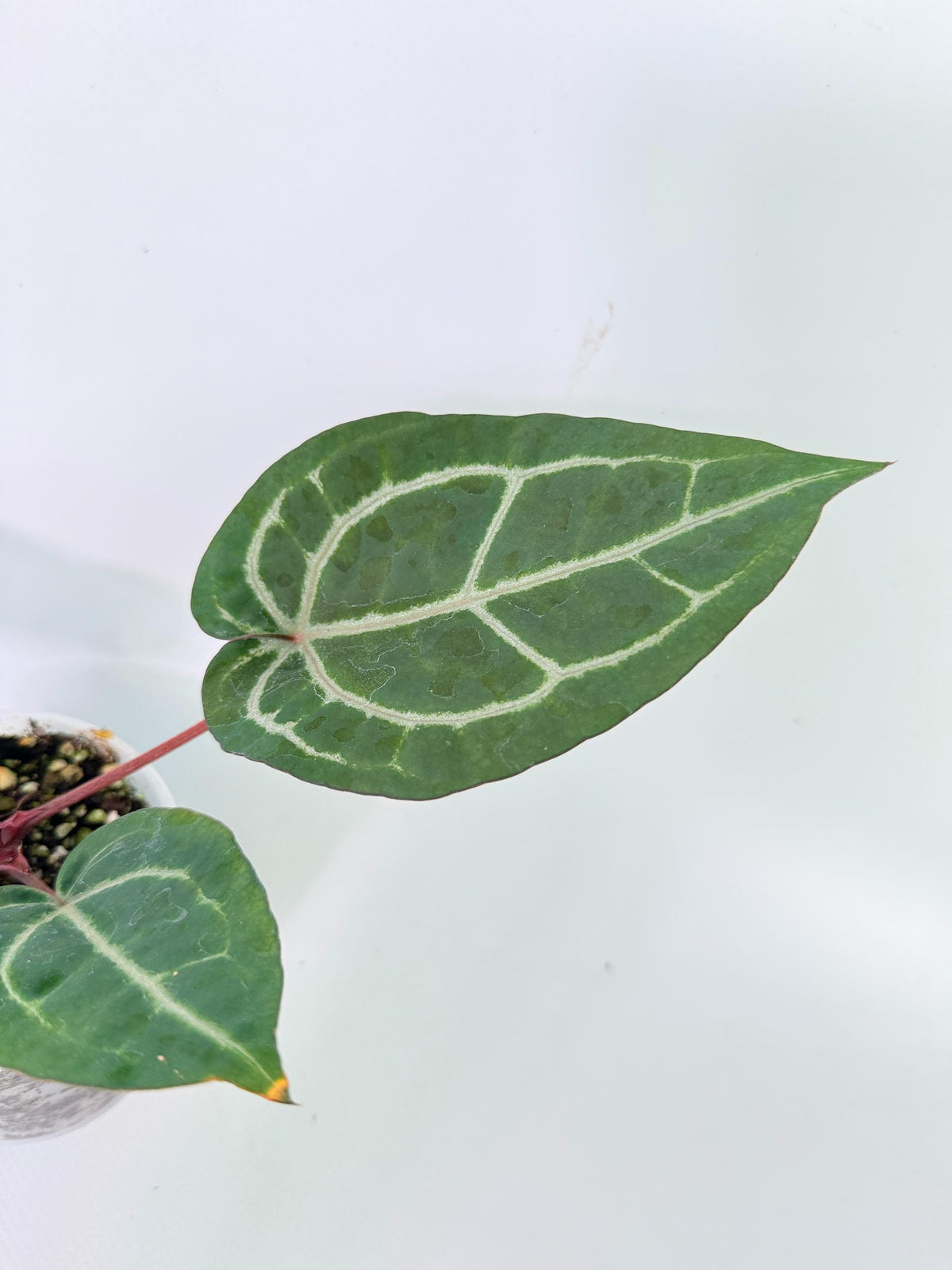 Anthurium Wonderboy x Michelle 8