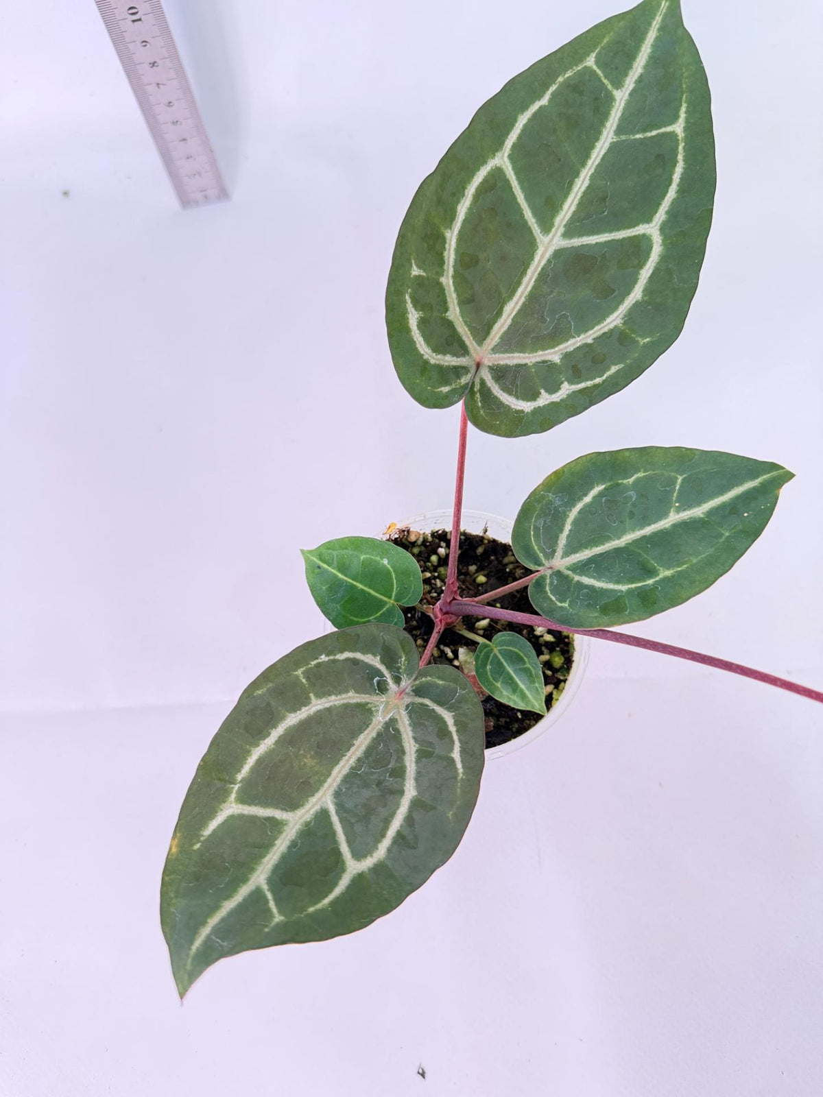 Anthurium Wonderboy x Michelle 4