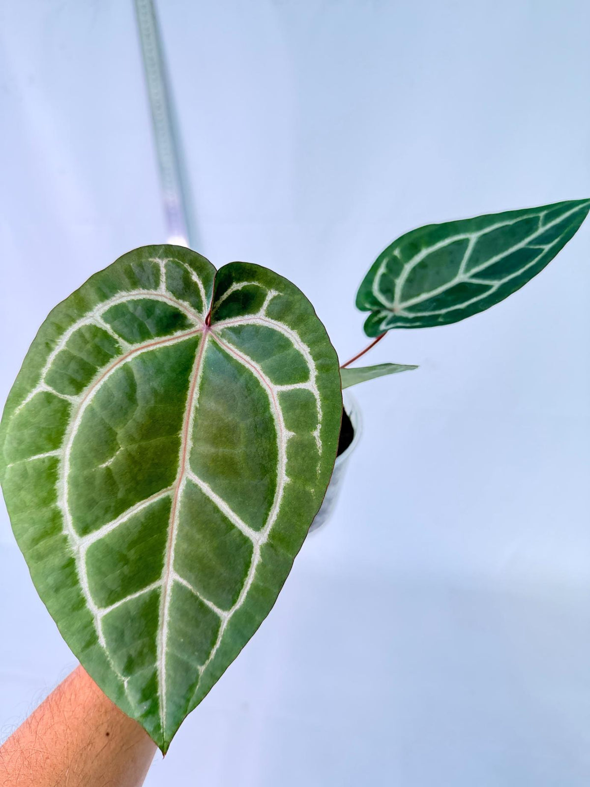 Anthurium Wonderboy x Michelle 7