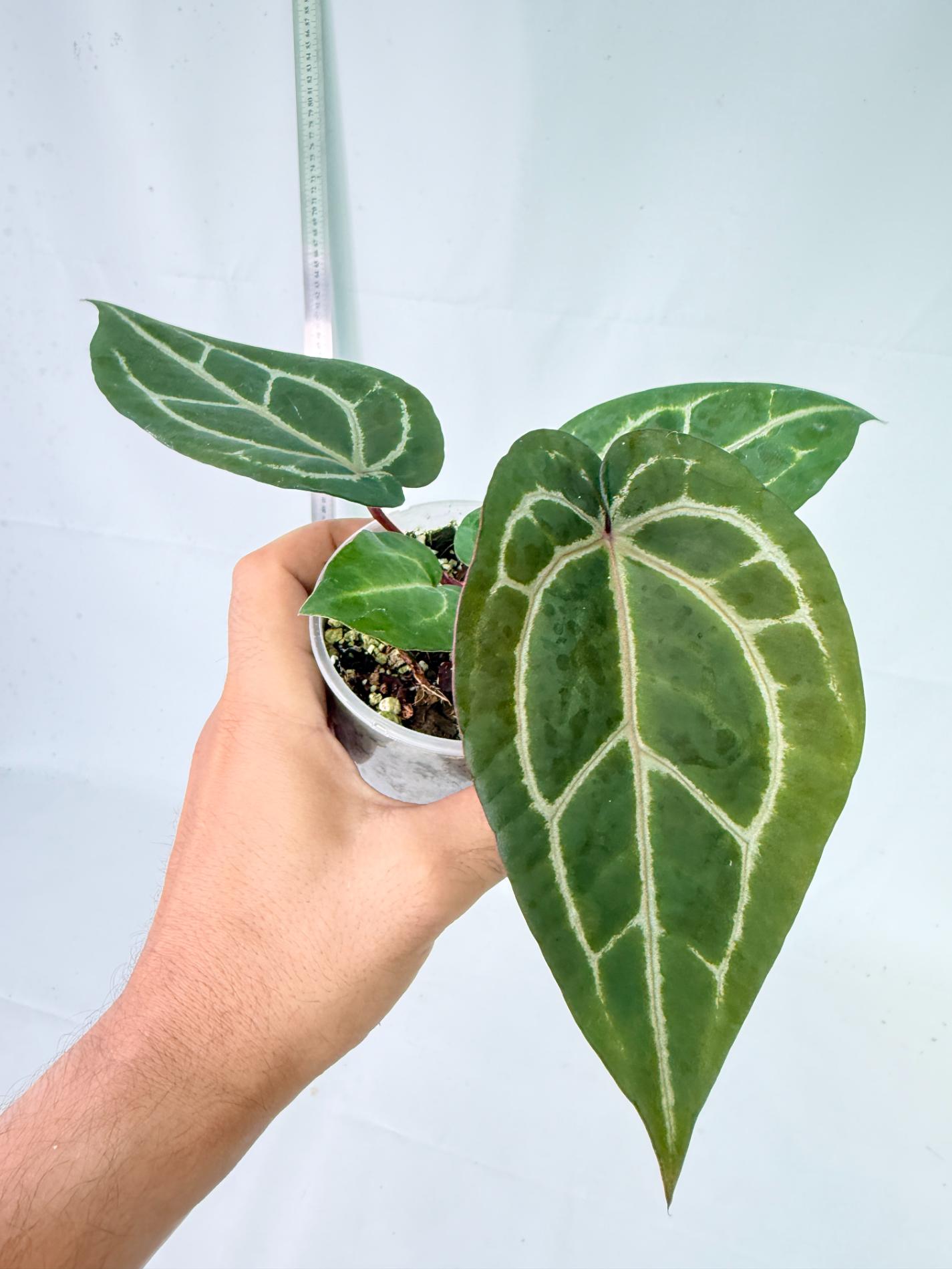 Anthurium Wonderboy x Michelle 4