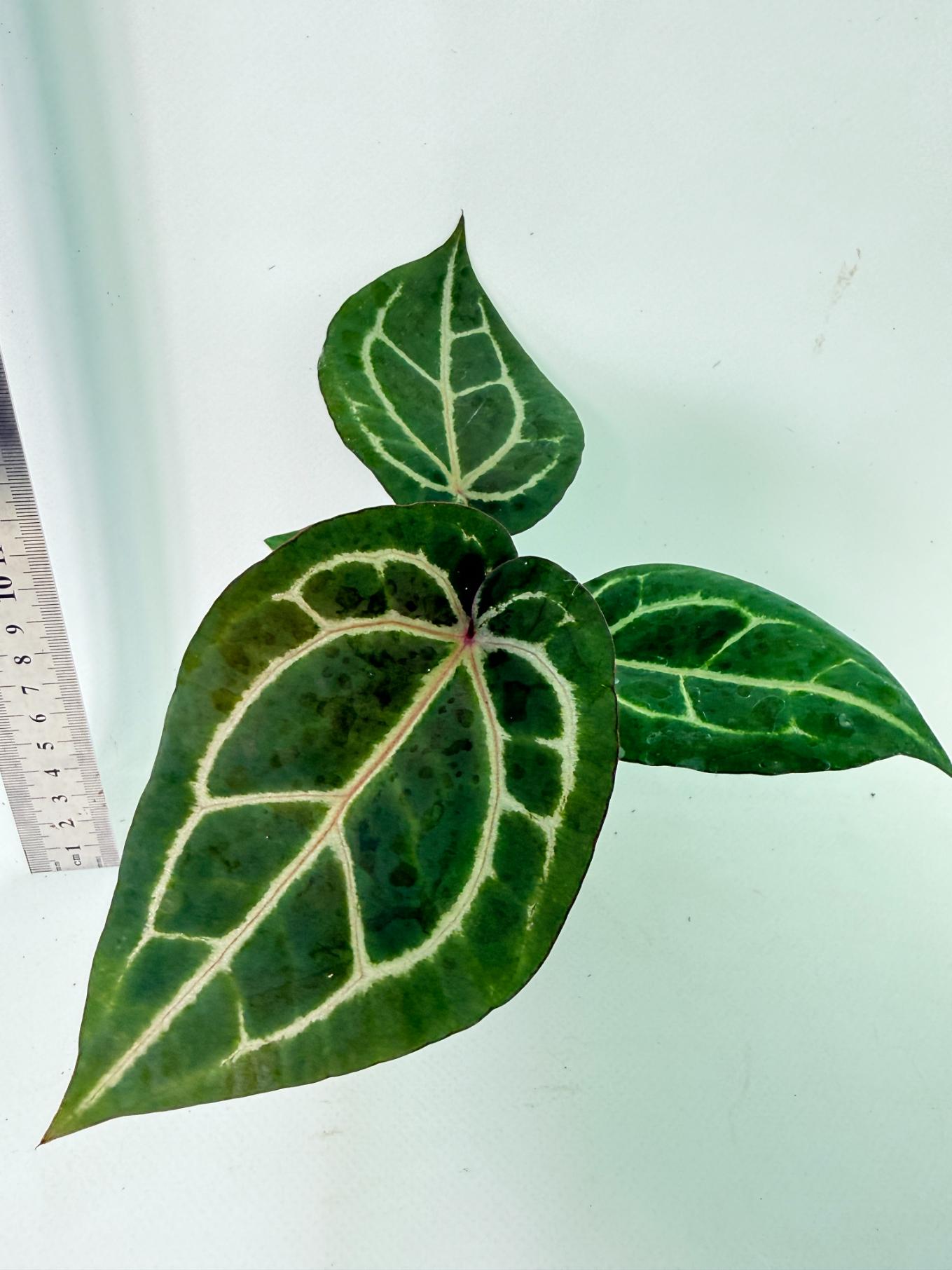 Anthurium Wonderboy x Michelle 3