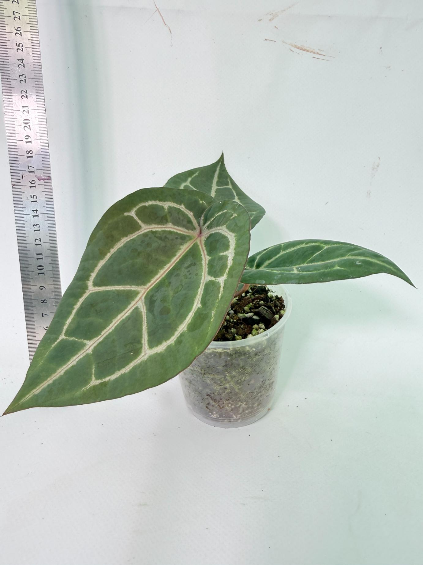 Anthurium Wonderboy x Michelle 