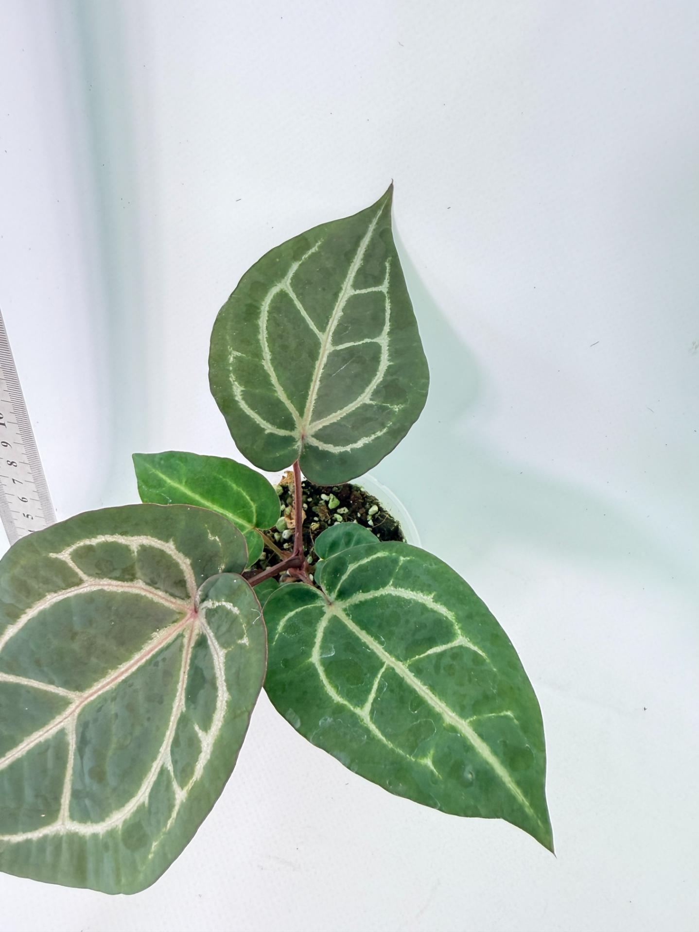 Anthurium Wonderboy x Michelle 6