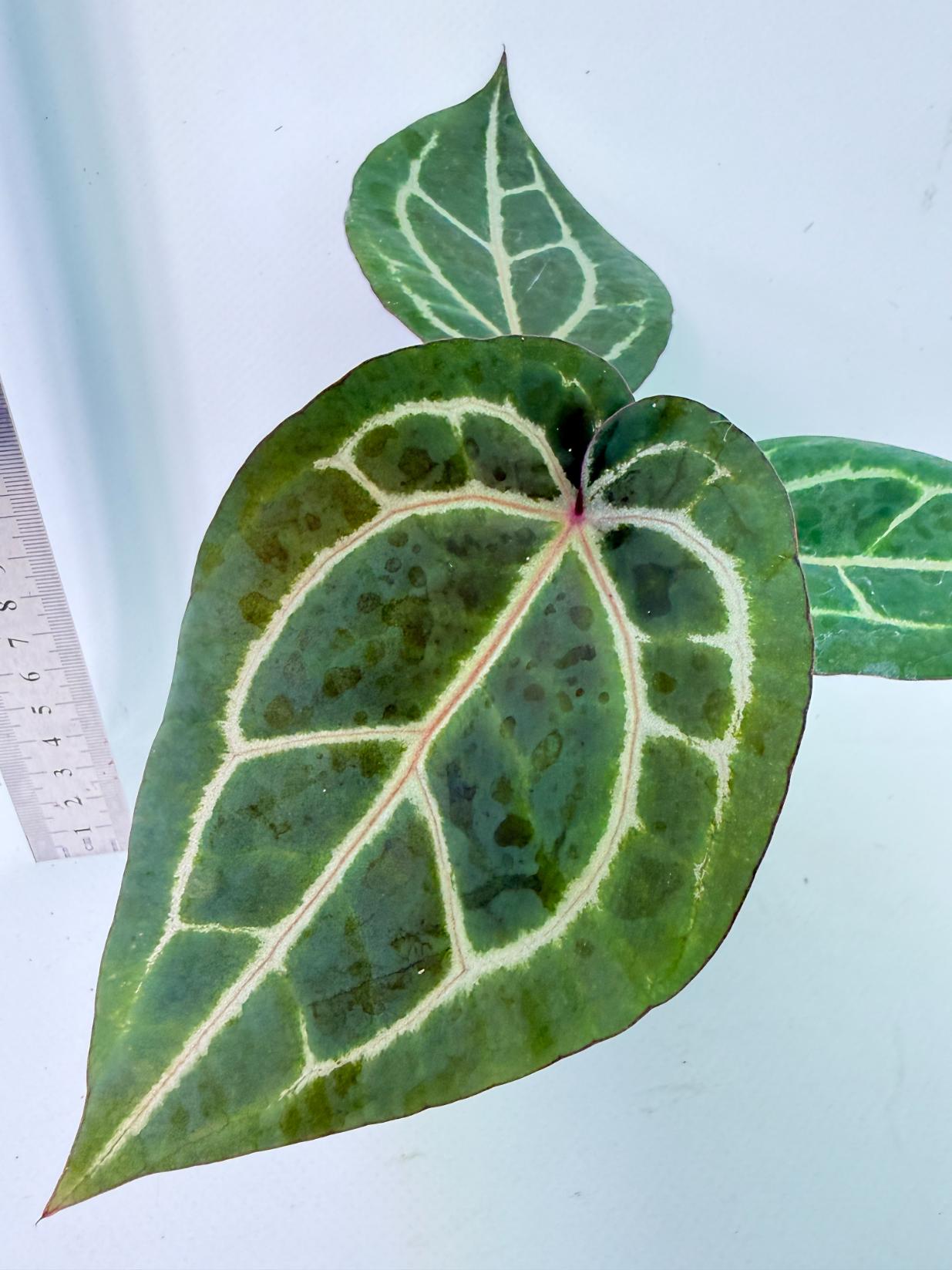 Anthurium Wonderboy x Michelle 2